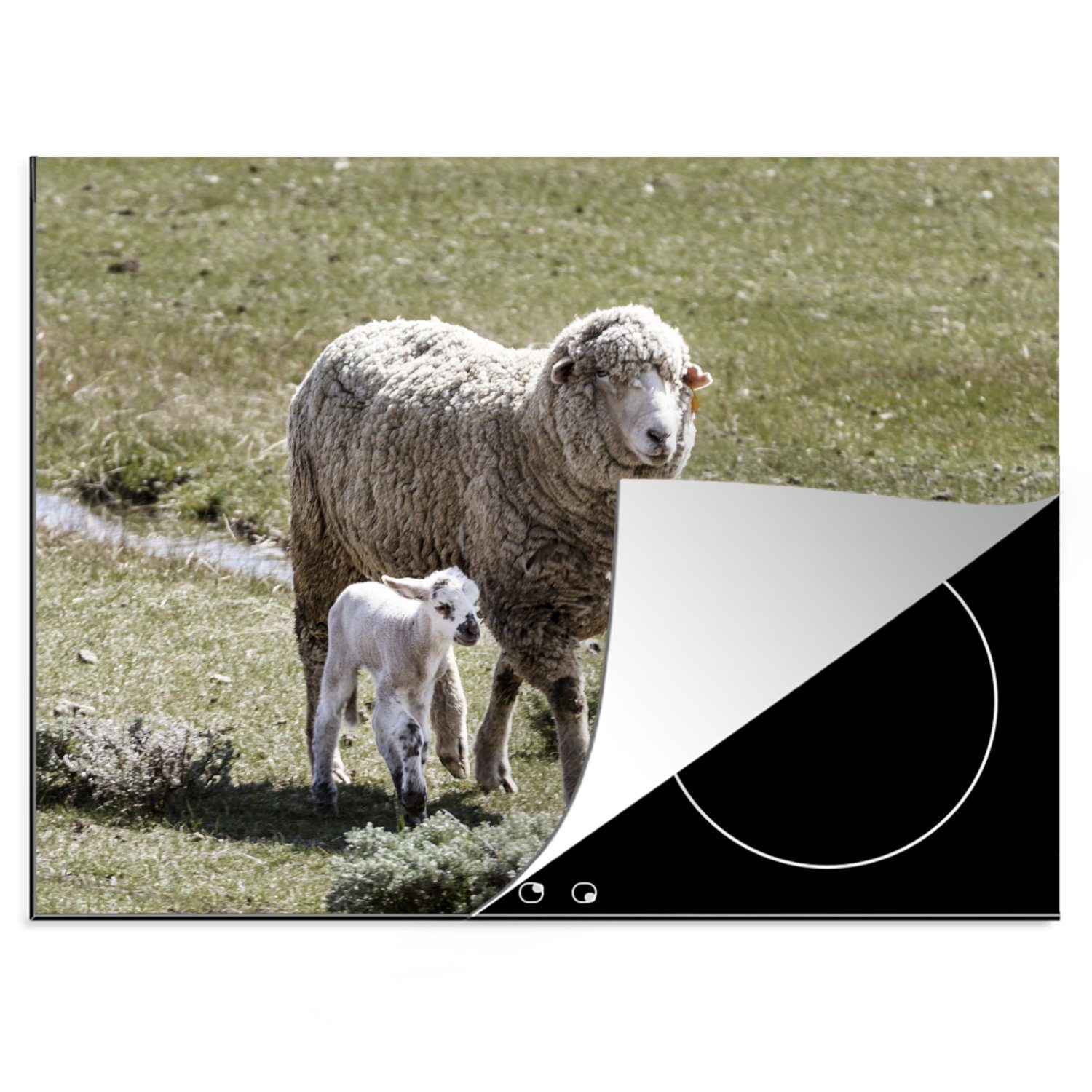 MuchoWow Herdblende-/Abdeckplatte Tiere - Schafe - Lamm, Vinyl, (1 tlg), 70x52 cm, Mobile Arbeitsfläche nutzbar, Ceranfeldabdeckung