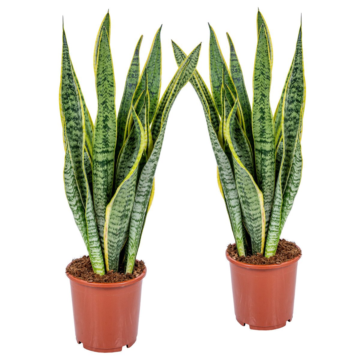 Bloomique Zimmerpflanze 2er-Set Sansevieria Laurentii, Bogenhanf, 60-70 cm, Topf 17 cm, 2 St.