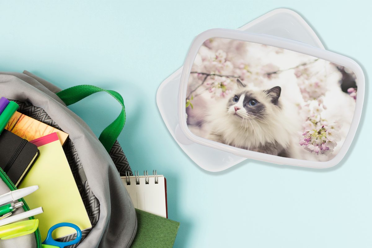 Ragdoll-Katze (2-tlg), Blumen, für Brotdose, rosa Jungs Mädchen und Brotbox MuchoWow Kunststoff, zwischen weiß Eine für Erwachsene, Lunchbox Kinder und