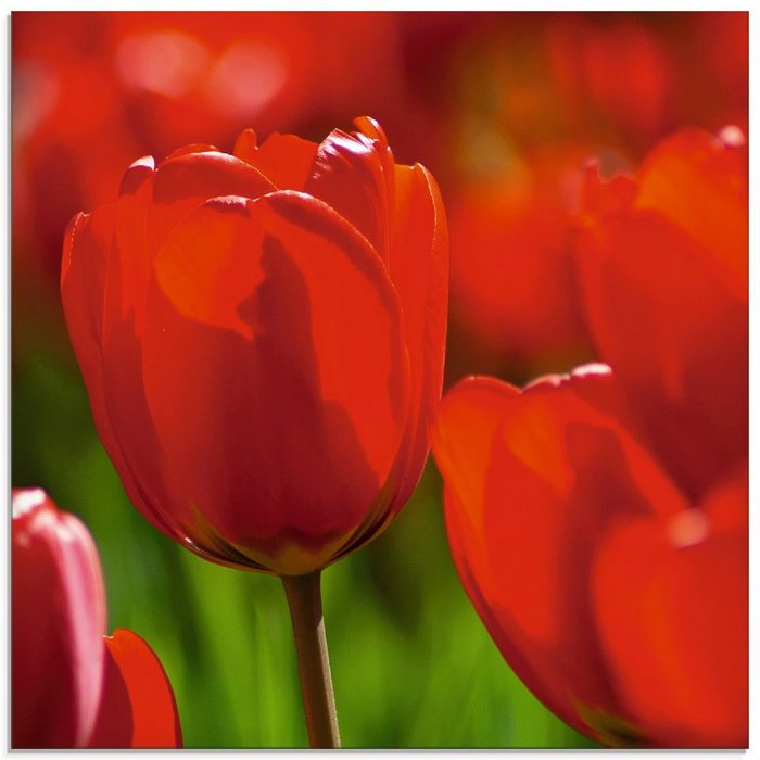 Artland Glasbild Rote Tulpen in der Sonne Blumen (1 St) in verschiedenen Größen