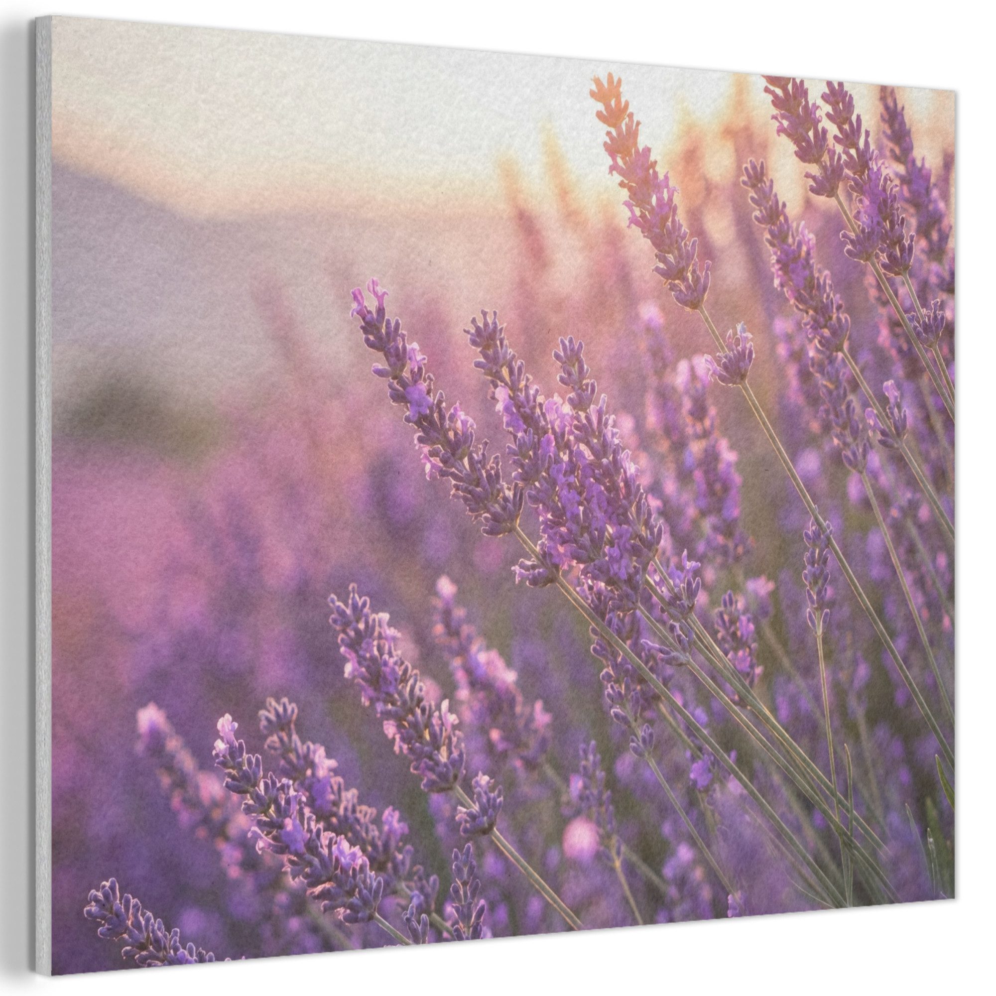 MuchoWow Gemälde Lavendel - Lila - Sonnenlicht, Fotodruck (1 St), Akustikpaneele PET-Filz, Akustikbild, Schalldämmung, Deko 40x30 cm