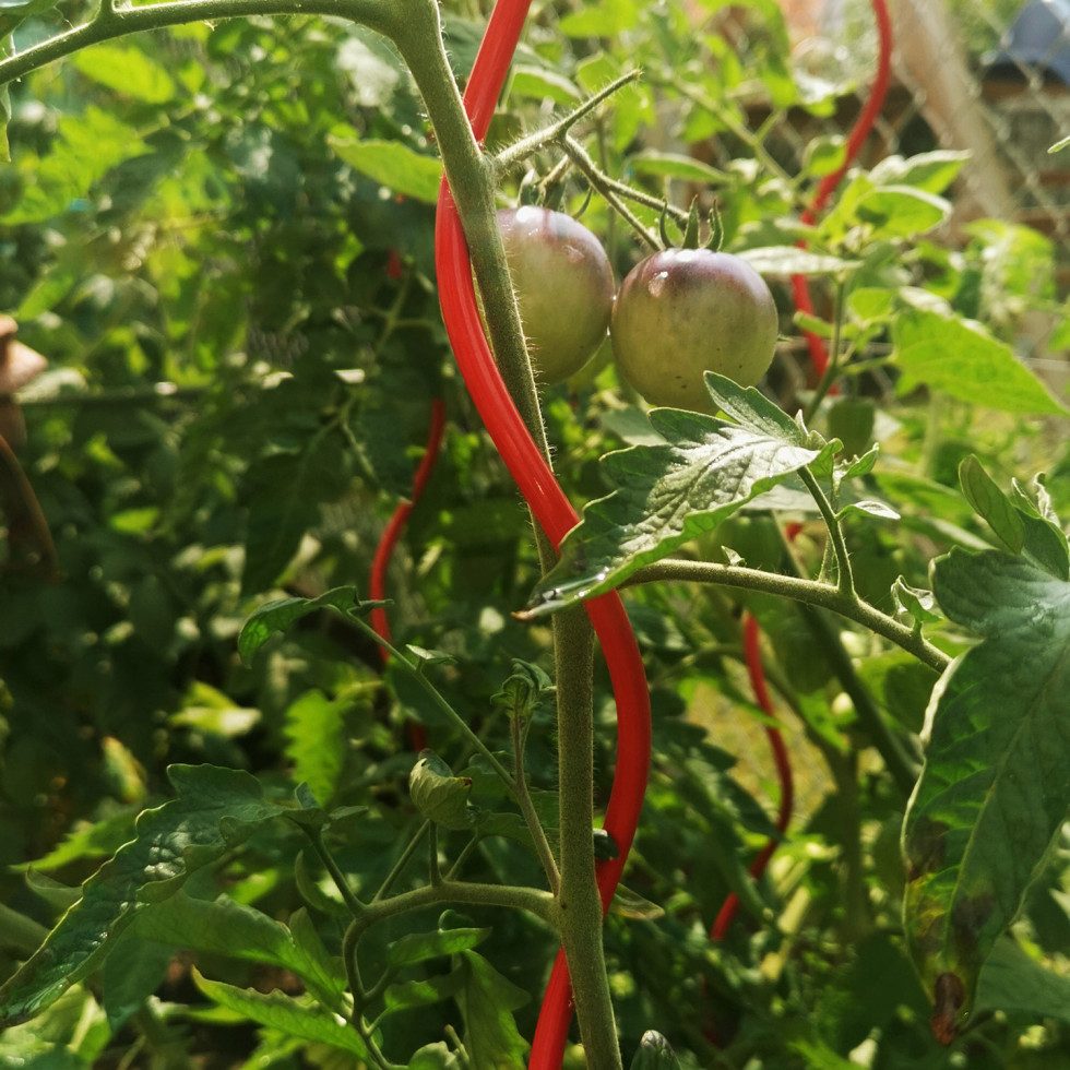 Bellissa Rankhilfe Bellissa Tomatenspirale COLORATA 110, 4 x 4 x 110