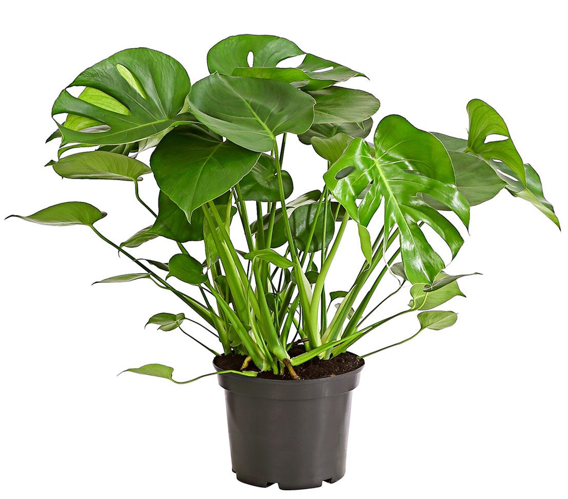 Dehner Zimmerpflanze Fensterblatt, Monstera deliciosa, geschlitztes Blattwerk, wuchsfreudige Zimmerpflanze mit Luftwurzeln