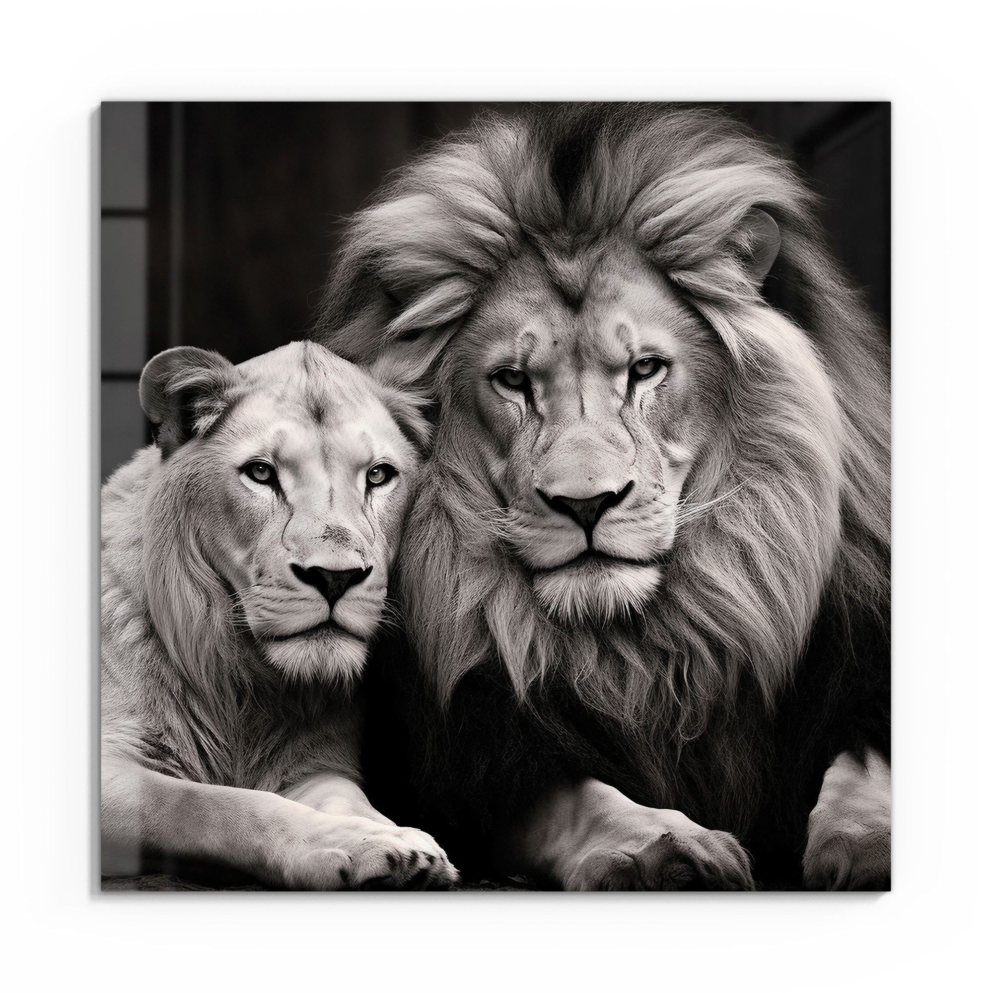 DEQORI Glasbild 'Stolzes Löwenpaar', 'Stolzes Löwenpaar', günstig online kaufen
