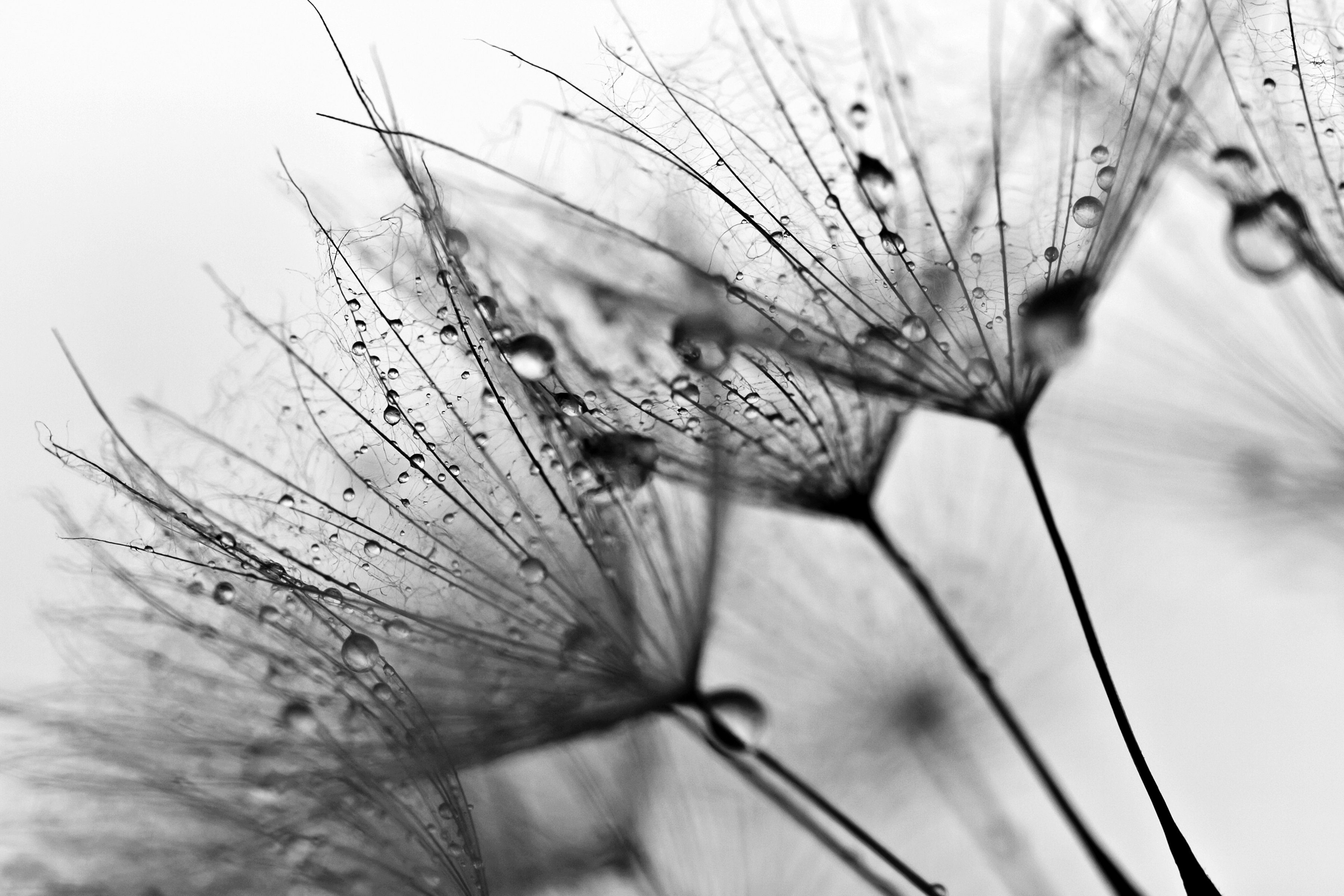 Schwarz Blumen Papermoon & Weiß Fototapete