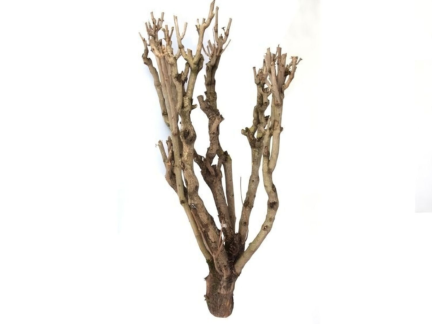 Bastelnaturmaterial Flieder Holz groß, Länge ca. 80cm Dekoholz