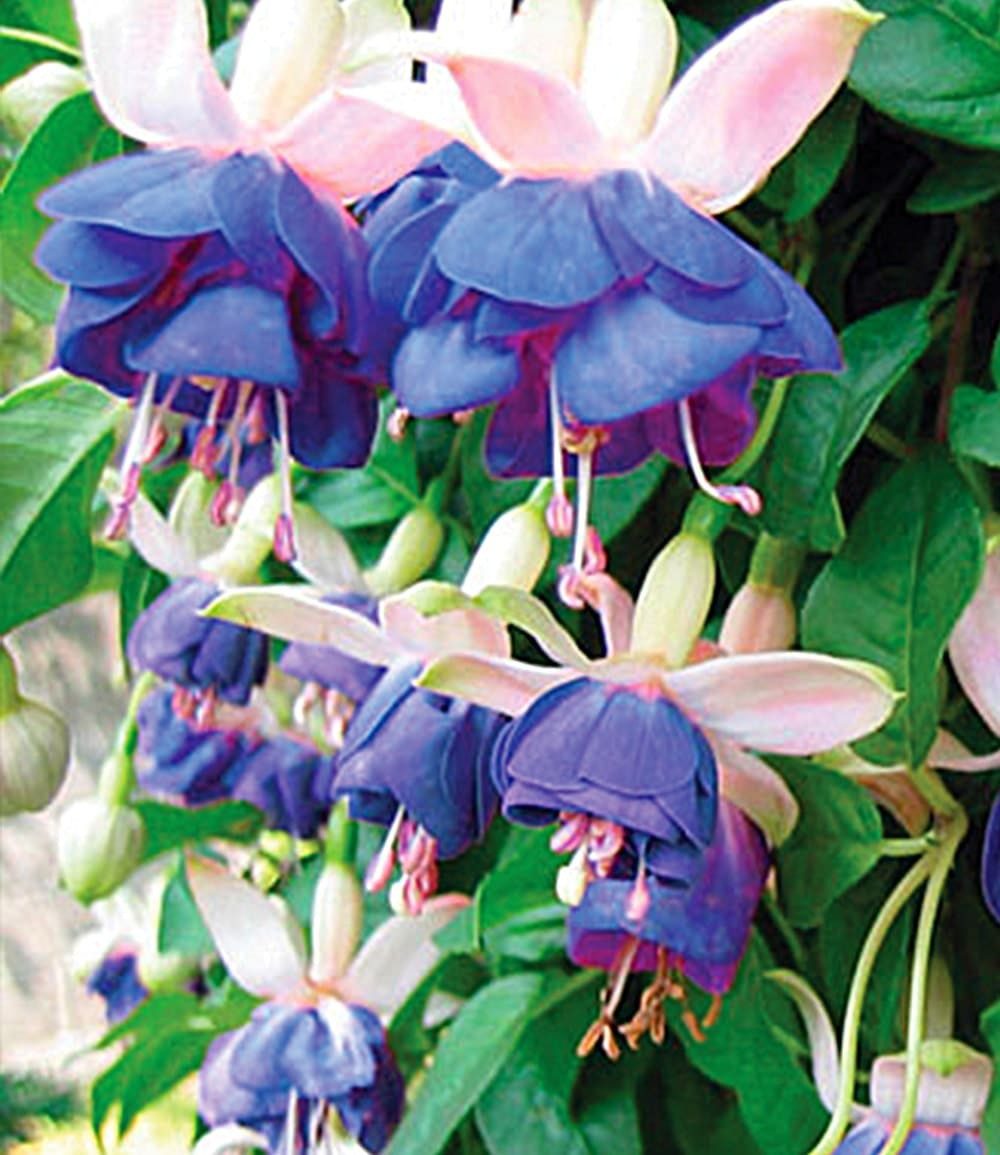 BALDUR Garten Staude Winterharte Fuchsie 'Blue Sarah', 3 St., Freilandfuchsien, winterhart, reichblühend, schattenverträglich