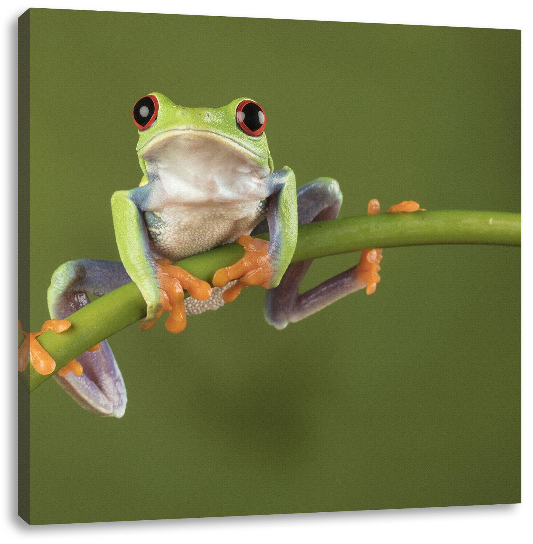 Leinwandbild bespannt, Baum-Frosch Leinwandbild Bambus St), Baum-Frosch Bambus, inkl. Zackenaufhänger fertig auf Pixxprint auf (1