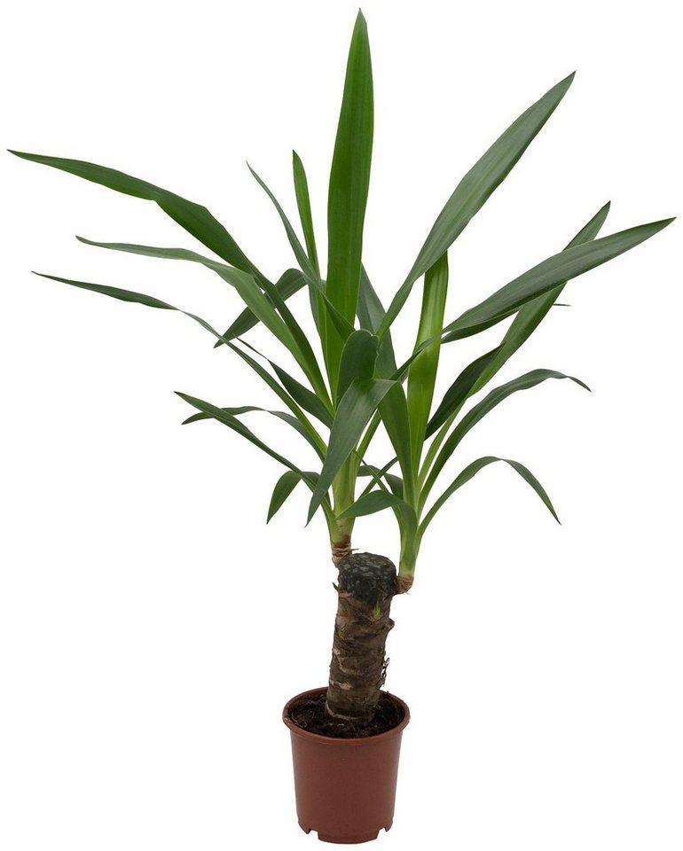 DOMINIK Zimmerpflanze »Yucca-Palme«, Höhe: 30 cm, 1 Pflanze online kaufen | OTTO DOMINIK Zimmerpflanze »Yucca-Palme«, Höhe: 30 cm, 1 Pflanze online kaufen | OTTO