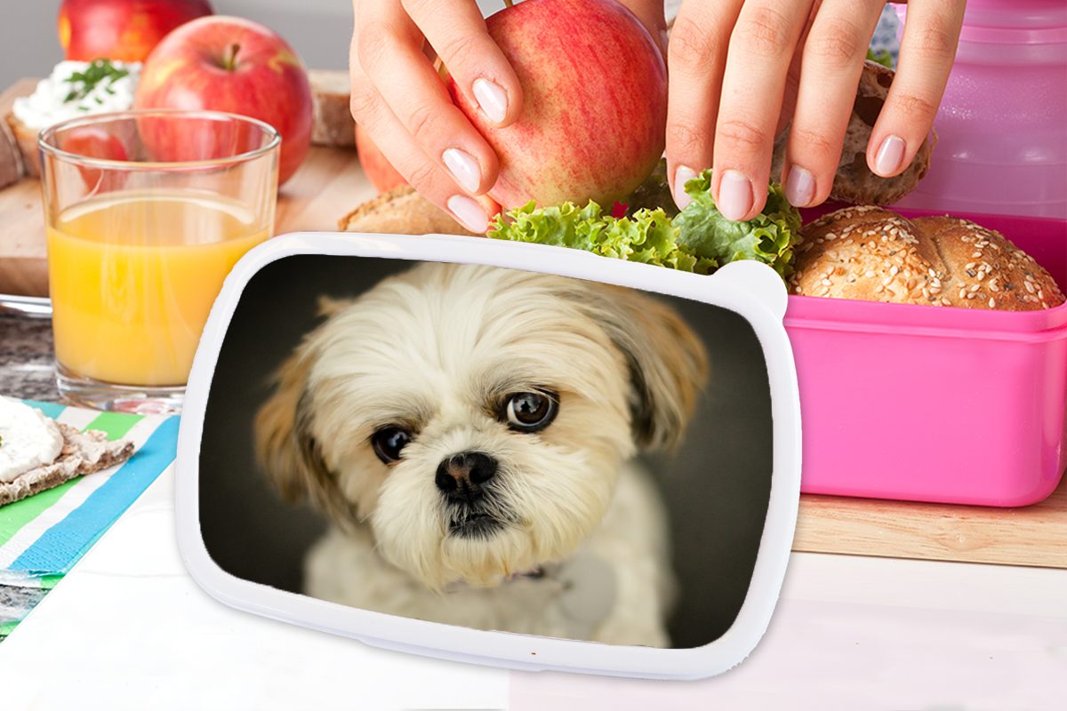 rosa Lunchbox Mädchen, Kunststoff Hund Kinder, Erwachsene, MuchoWow Shih Brotdose schaut schräg für Snackbox, Tzu in Kunststoff, die Kamera, Brotbox (2-tlg),