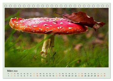 CALVENDO Wandkalender Im Fliegenpilz Rausch (Tischkalender 2024 DIN A5 quer)