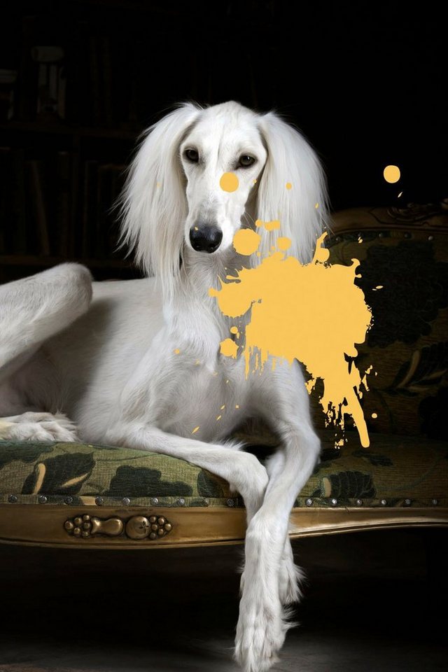 queence Acrylglasbild Hund