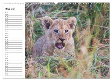 CALVENDO Wandkalender Emotionale Momente: Löwenbabys - so süß. (Premium, hochwertiger DIN A2 Wandkalender 2023, Kunstdruck in Hochglanz)