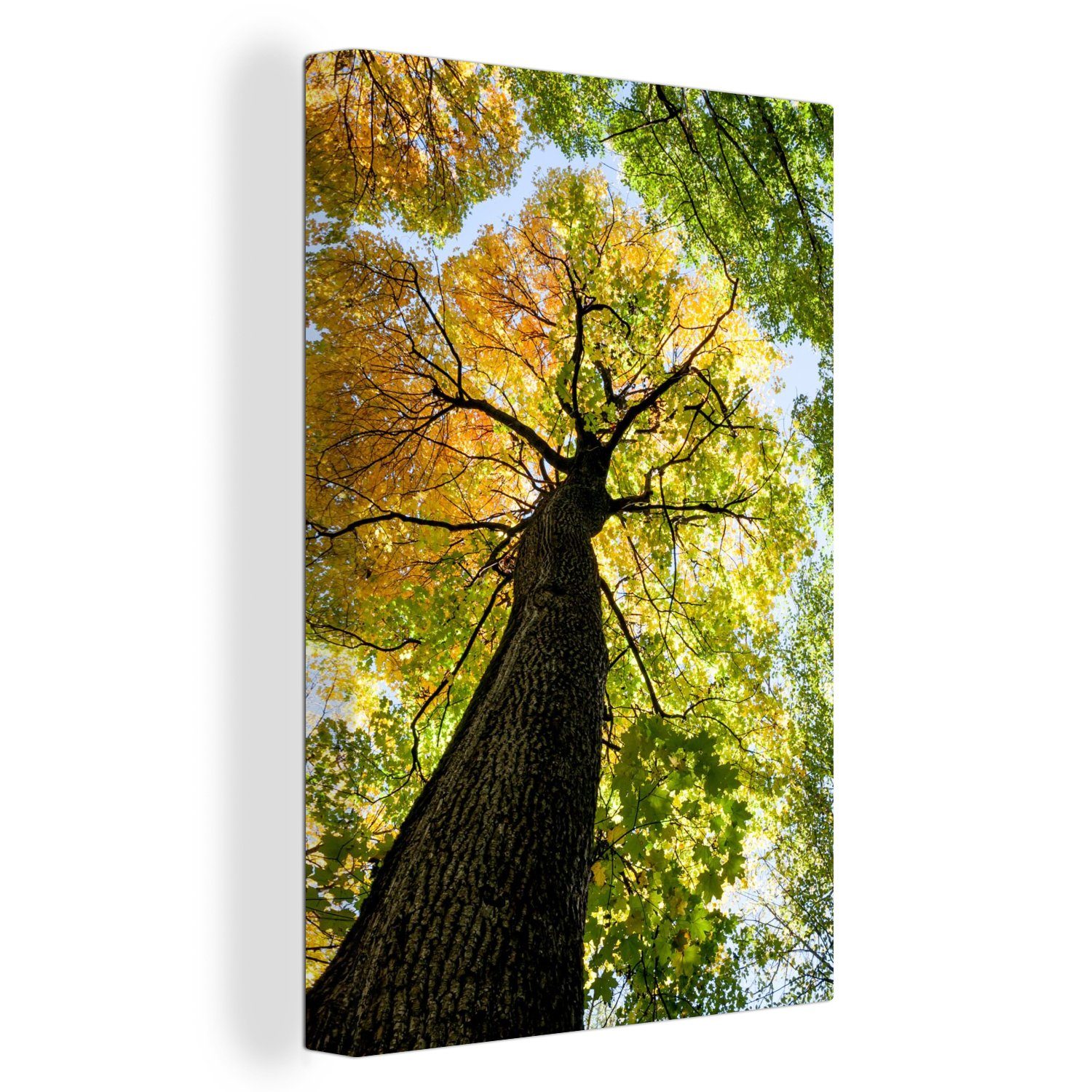 OneMillionCanvasses® Leinwandbild Baum - Natur - günstig online kaufen