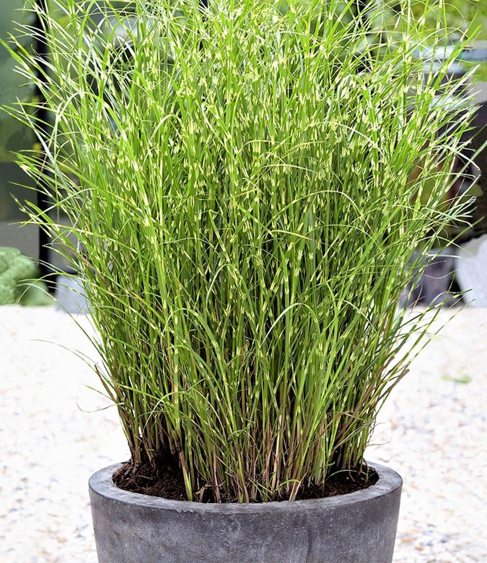 BALDUR Garten Gräser Zebra-Gras, 1 St., Chinaschilf, winterhart, pflegeleicht, robust