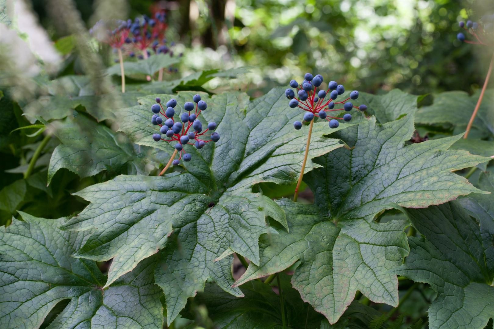 Pflanzen für Dich Staude Diphylleia cymosa, 1 St., Skelettpflanze, Regenschirmblatt