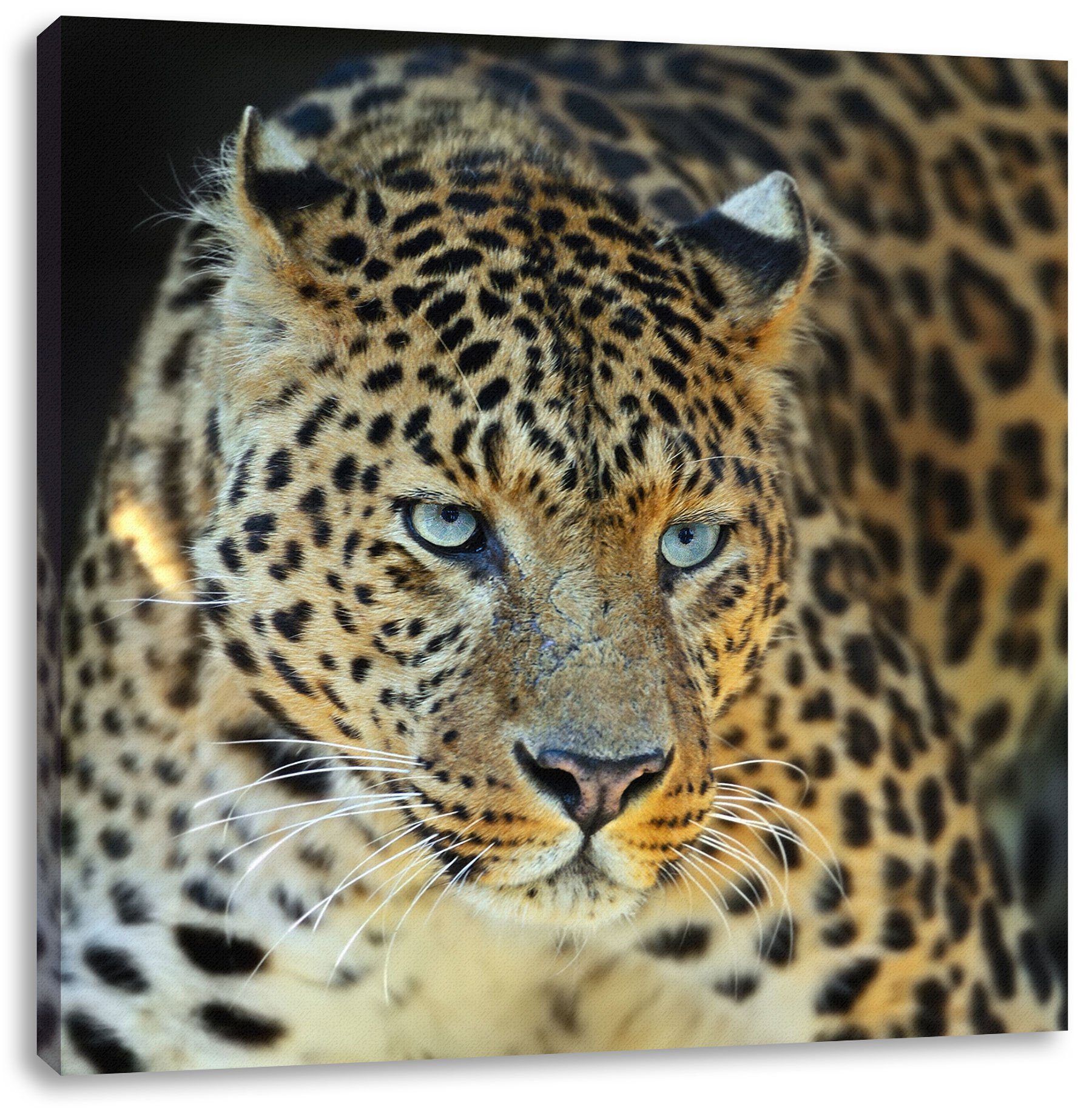 Pixxprint Leinwandbild Prächtiger Leopard, Prächtiger Leopard (1 St), Leinwandbild fertig bespannt, inkl. Zackenaufhänger