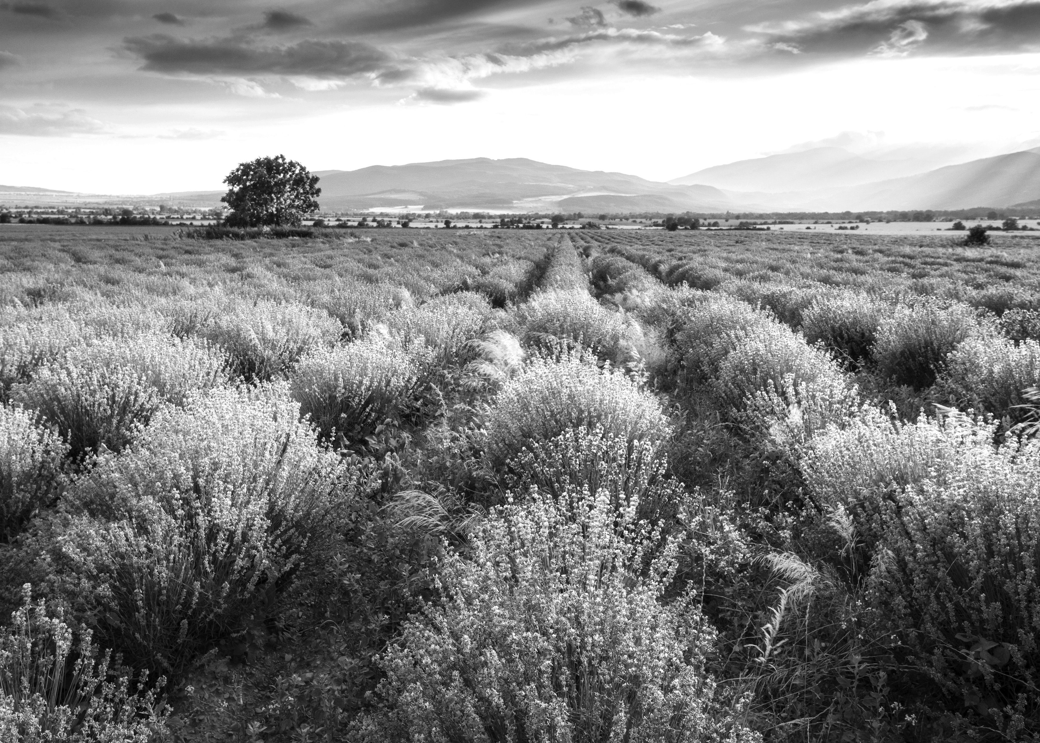 Fototapete Landschaft schwarz weiß & Papermoon