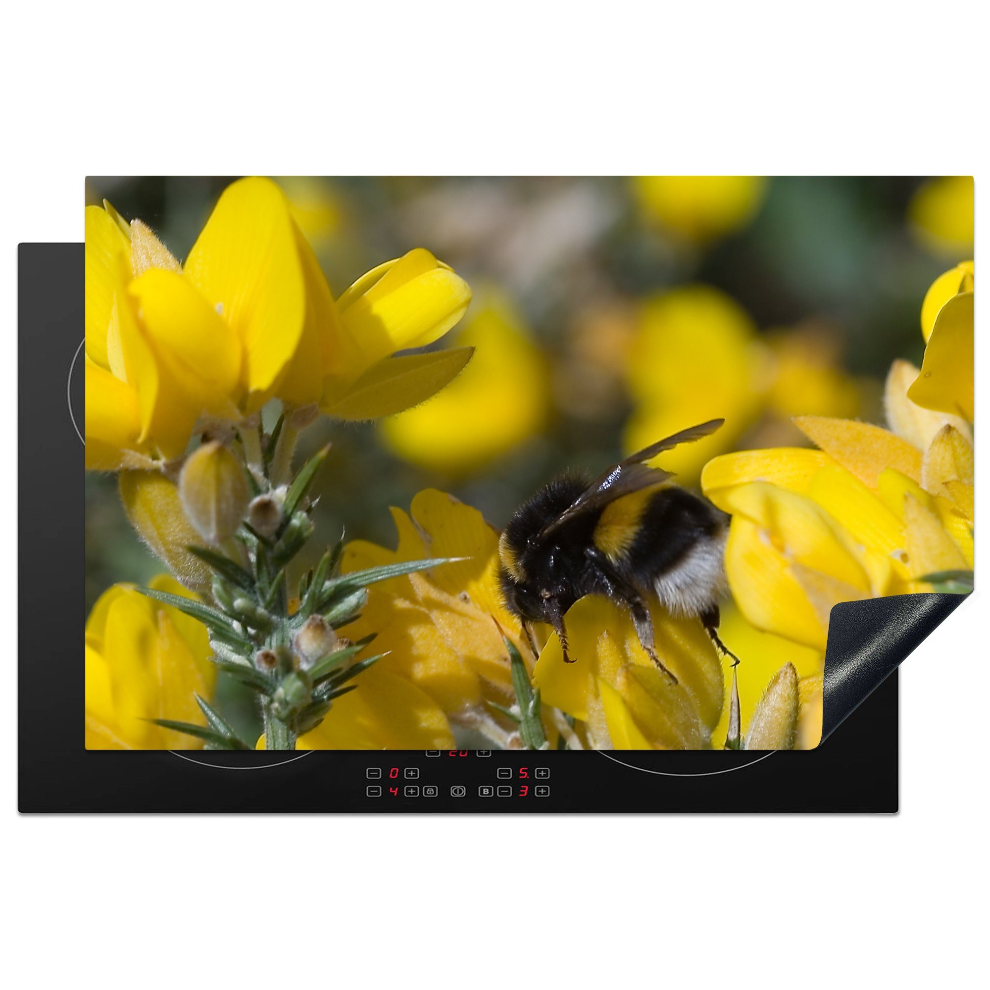 MuchoWow Herdblende-/Abdeckplatte Biene auf einer Ginsterblüte, Vinyl, (1 tlg), 81x52 cm, Induktionskochfeld Schutz für die küche, Ceranfeldabdeckung