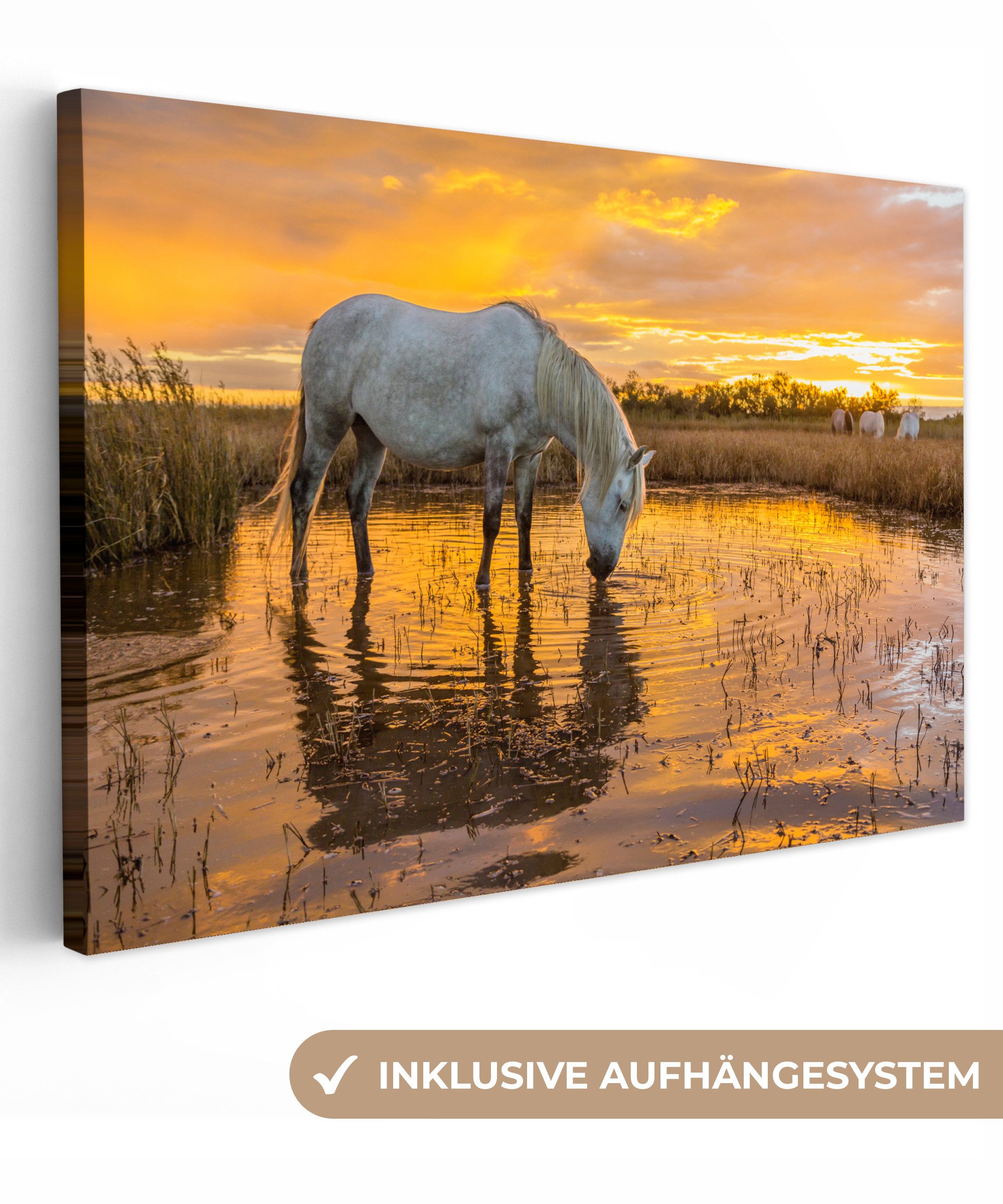 OneMillionCanvasses® Leinwandbild Pferde trinken bei Sonnenuntergang günstig online kaufen