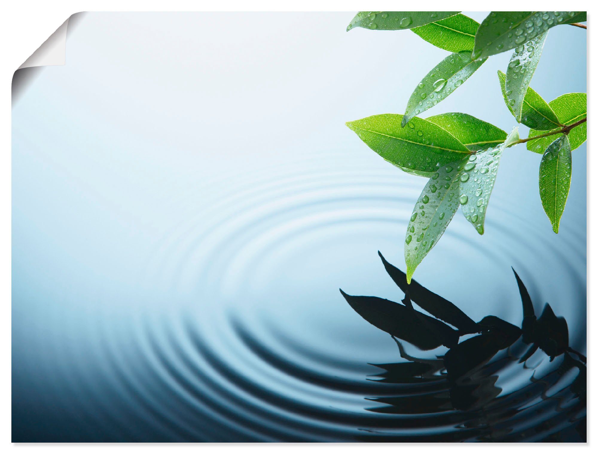 Artland Wandbild Pflanze und Wasser, Zen (1 St), als Alubild, Leinwandbild, Wandaufkleber oder Poster in versch. Größen