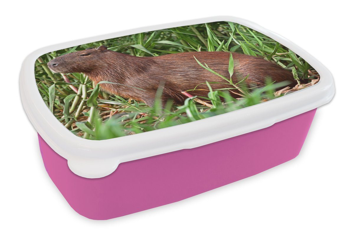 MuchoWow Lunchbox Kinder, am im Flussufer Erwachsene, Mädchen, Kunststoff Brotbox Brotdose Wasserschwein Pantanal, des sitzt Ein Snackbox, Kunststoff, (2-tlg), Sumpfgebiet rosa für