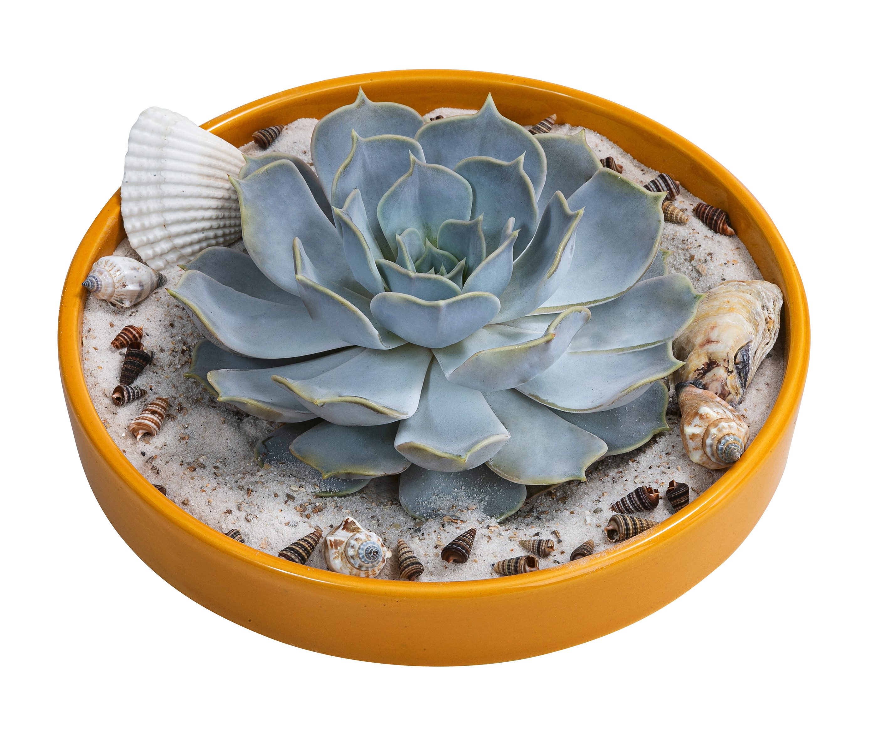 Dehner Kaktus Echeverie, Arrangement Ibiza, rosettenförmig, Ø Pflanze 14 cm, DIY-Set inkl. Sukkulente, Muscheln, Schale und Sand