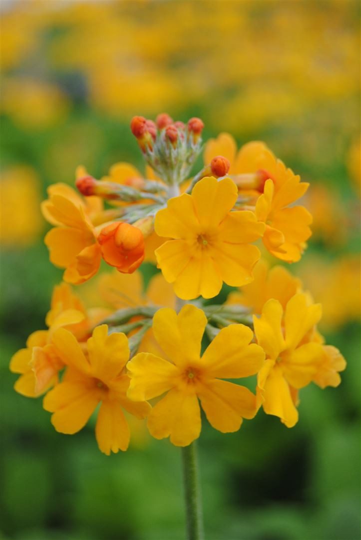 Pflanzen für Dich Staude Primula bulleyana, 1 St., Bulley-Primel, Etagen-Primel
