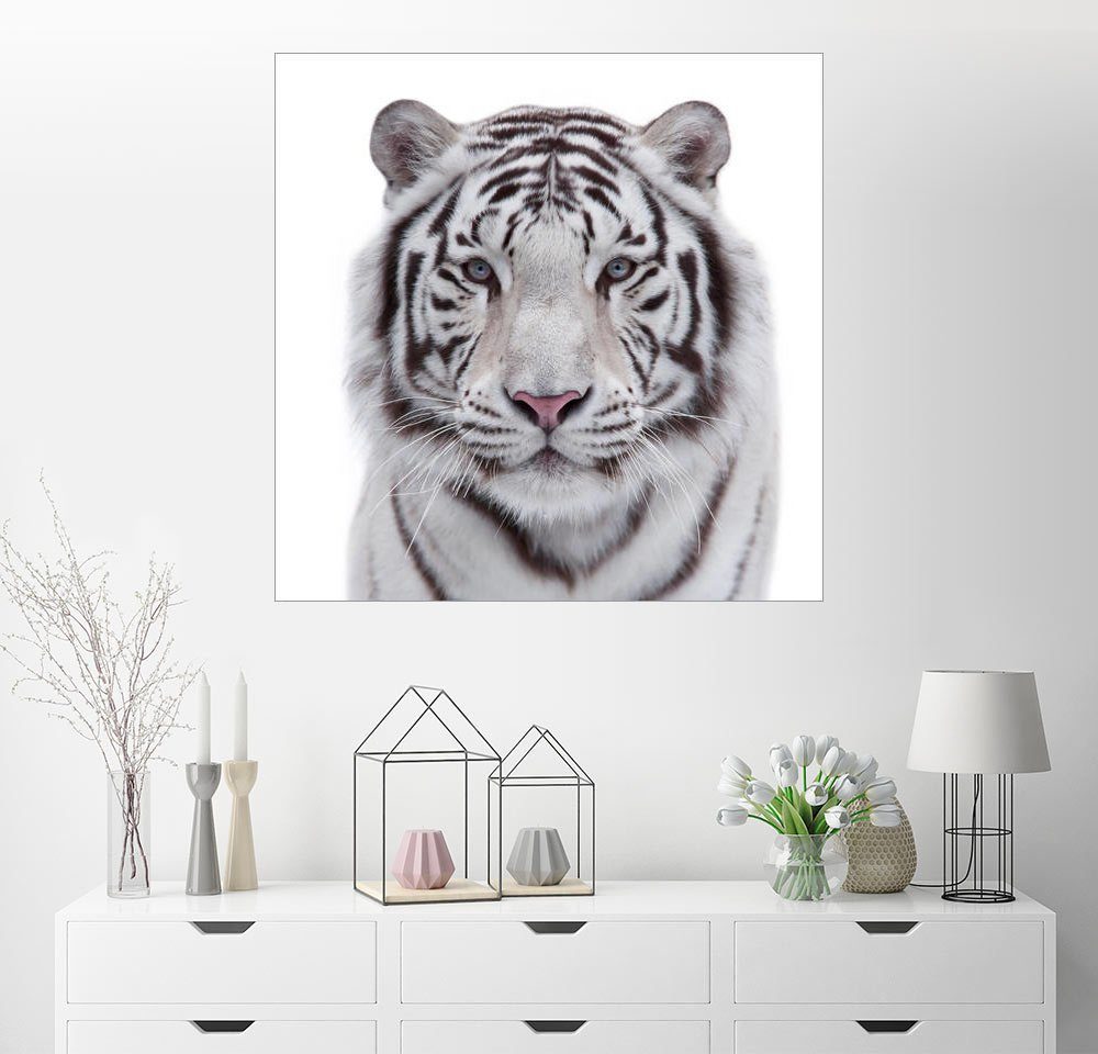 Posterlounge Wandbild »Der weiße Tiger« kaufen | OTTO
