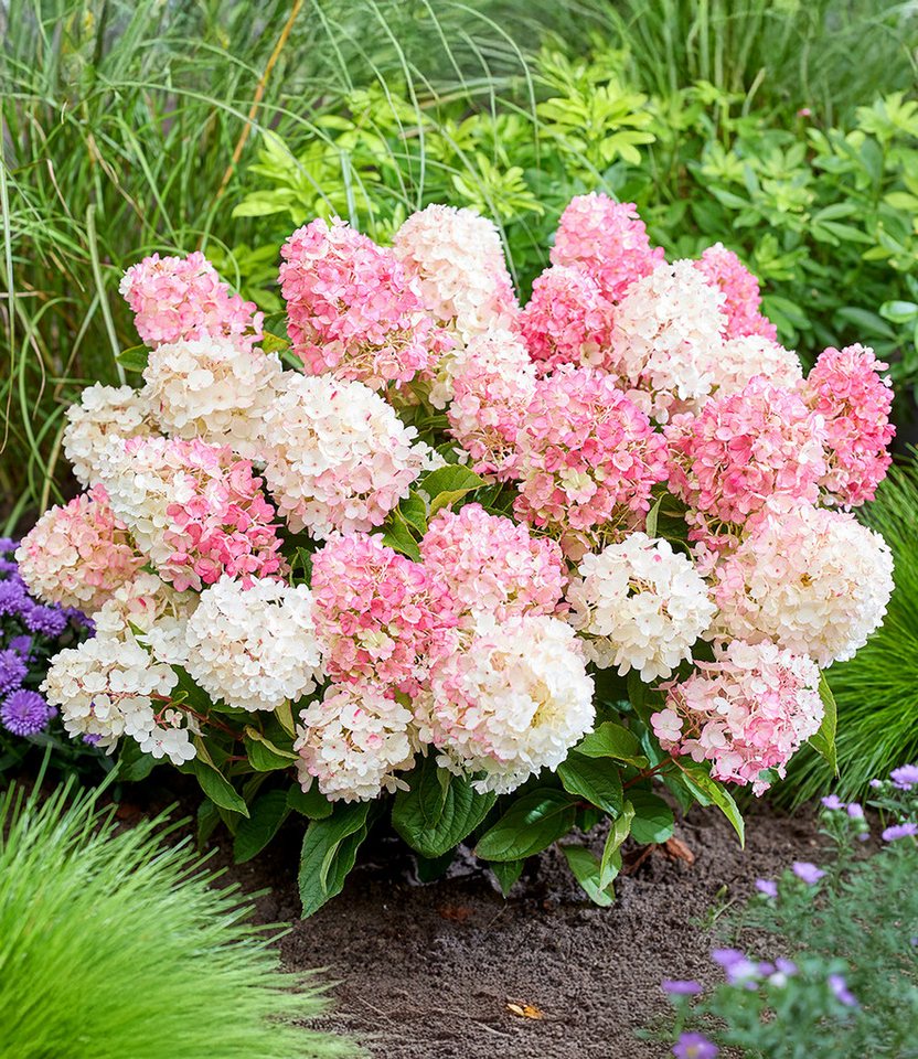 BALDUR Garten Zierstrauch Rispen-Hortensie 'Living Little Blossom®', 1 St., Rispenhortensie,winterhart, langblühend, farbwechselnd