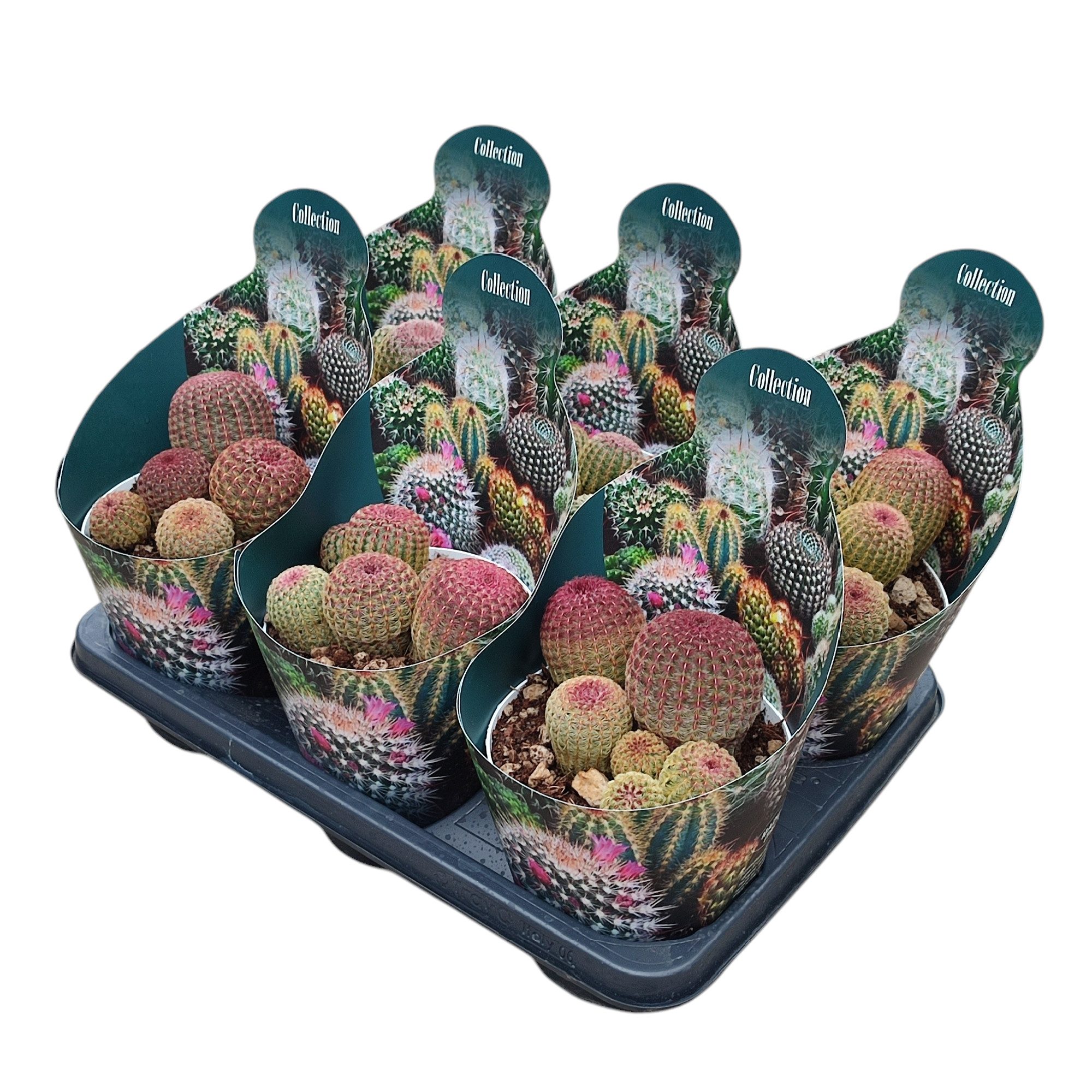 Exotenherz Kaktus Echinocereus rigidissimus rubrispinus Rarität 14cm Topf