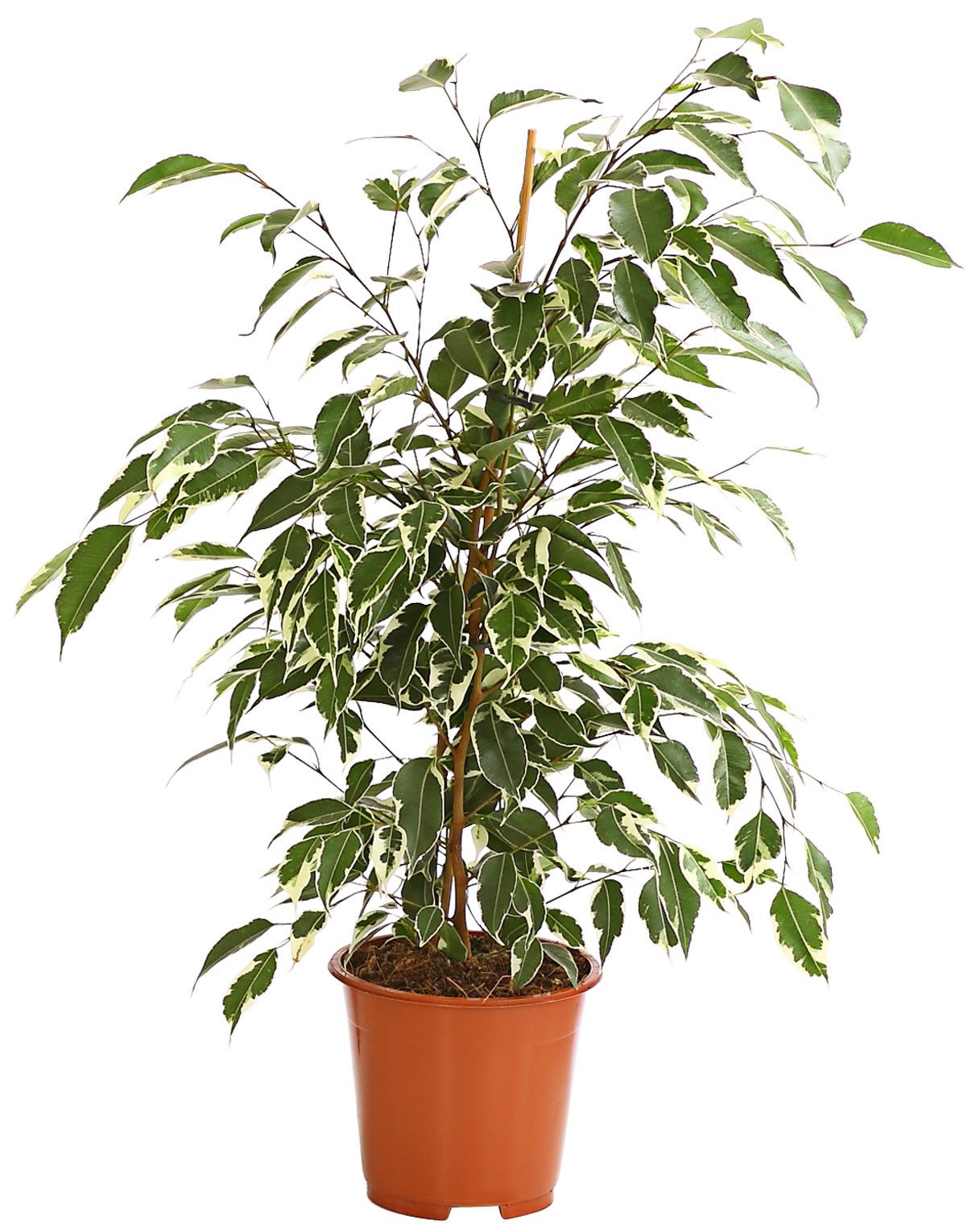 Dehner Zimmerpflanze Birkenfeige Forever, Ficus benjamina, verschiedene Farben, wuchsfreudige Zimmerpflanze mit luftreinigender Wirkung
