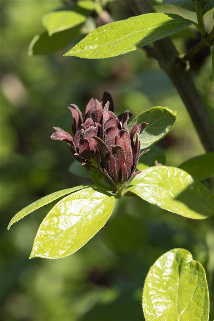 Pflanzen für Dich Gehölze Calycanthus floridus, 1 St., Gewürzstrauch, Carolina-Gewürzstrauch, Echter Gewürzstrauch