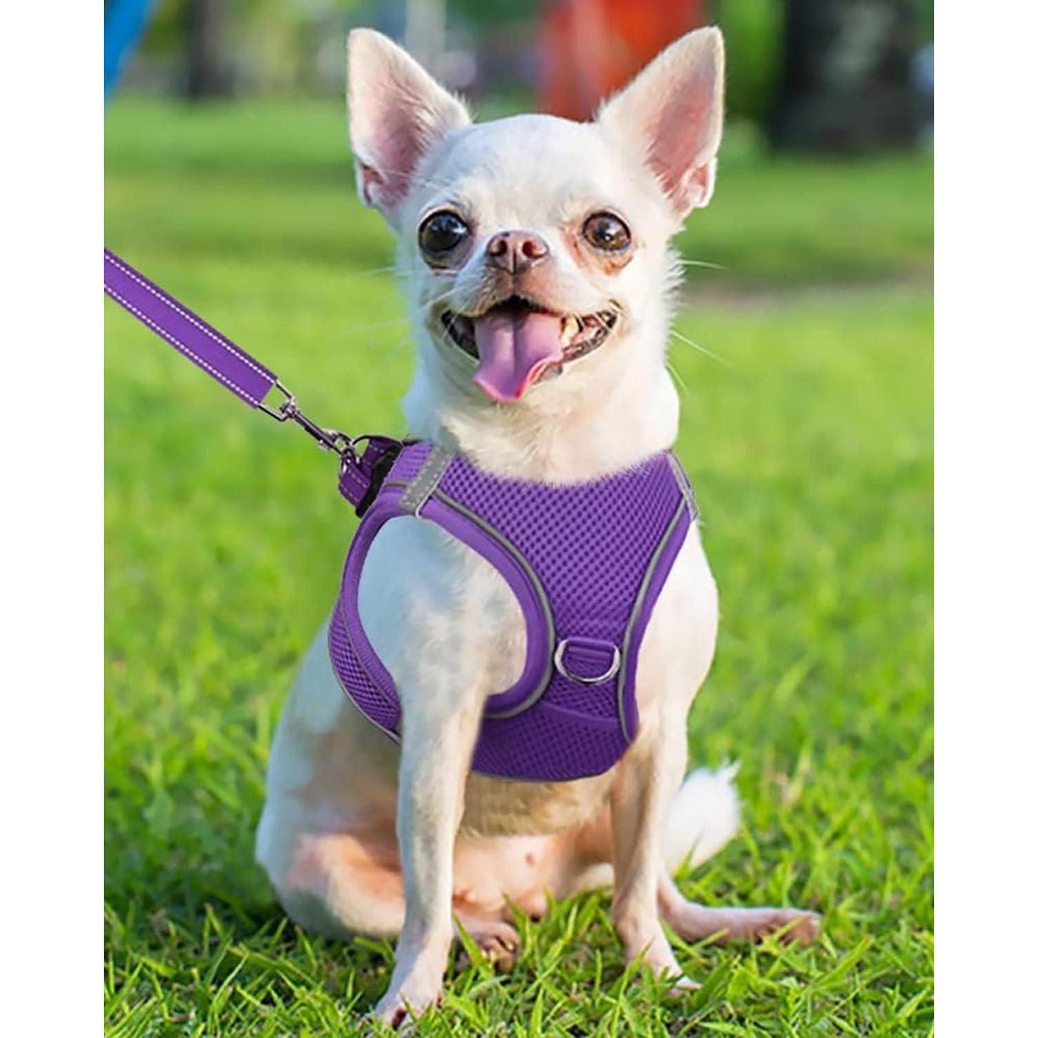 LuxusKollektion Hunde-Geschirr Hundegeschirr Brustgeschirr Reflektierend XS-Brust:34-38cm Lila