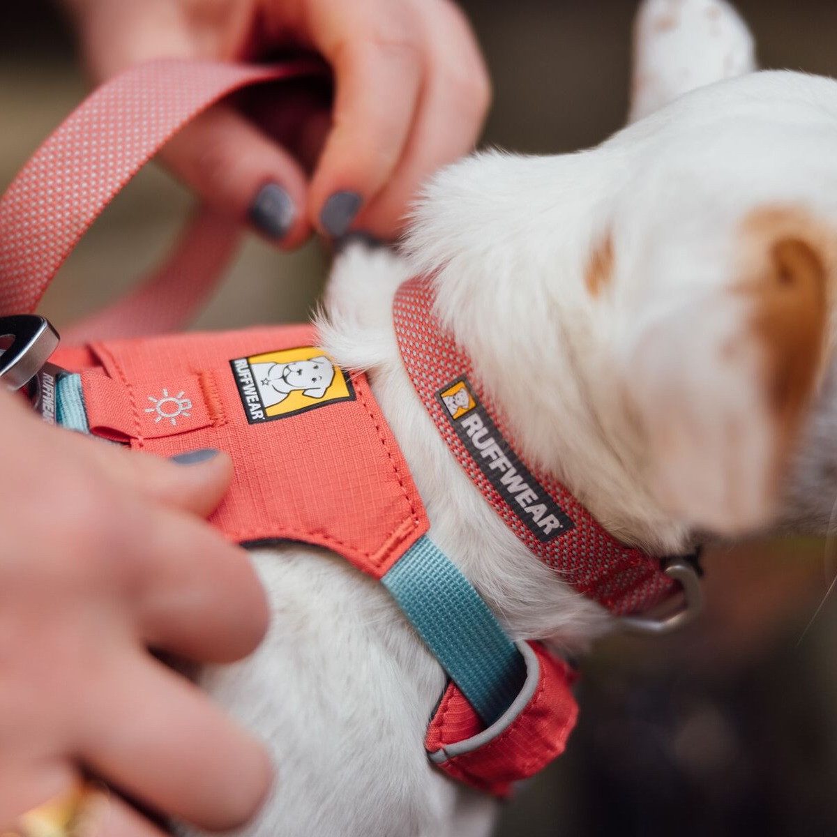 Ruffwear Hunde-Halsband Hundehalsband Hi & Light Salmon Pink