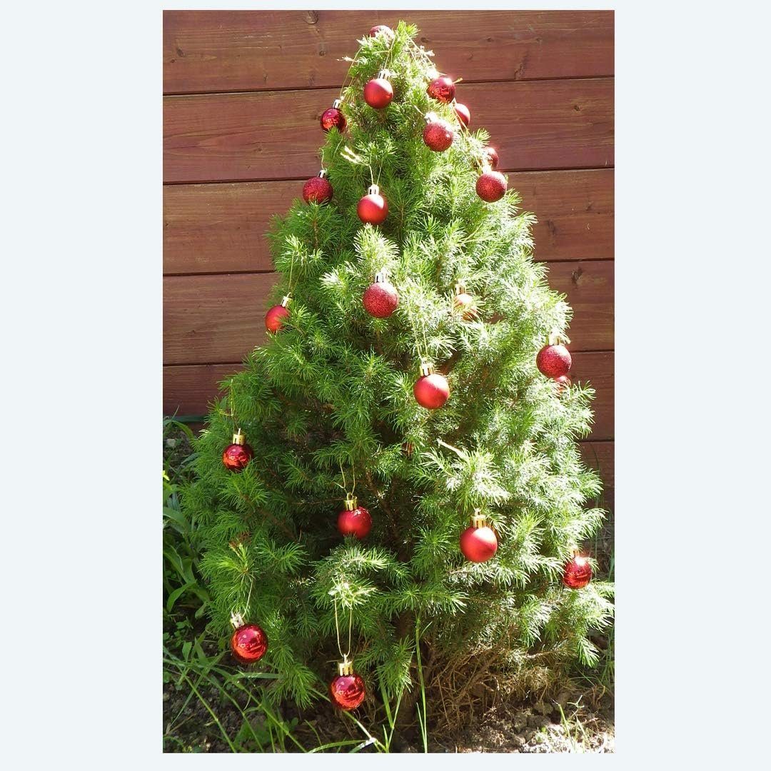 Glanz (24 Coonoor 24er-Set Christbaumkugeln, und 3cm, Rote St) Matt Weihnachtsbaumkugel