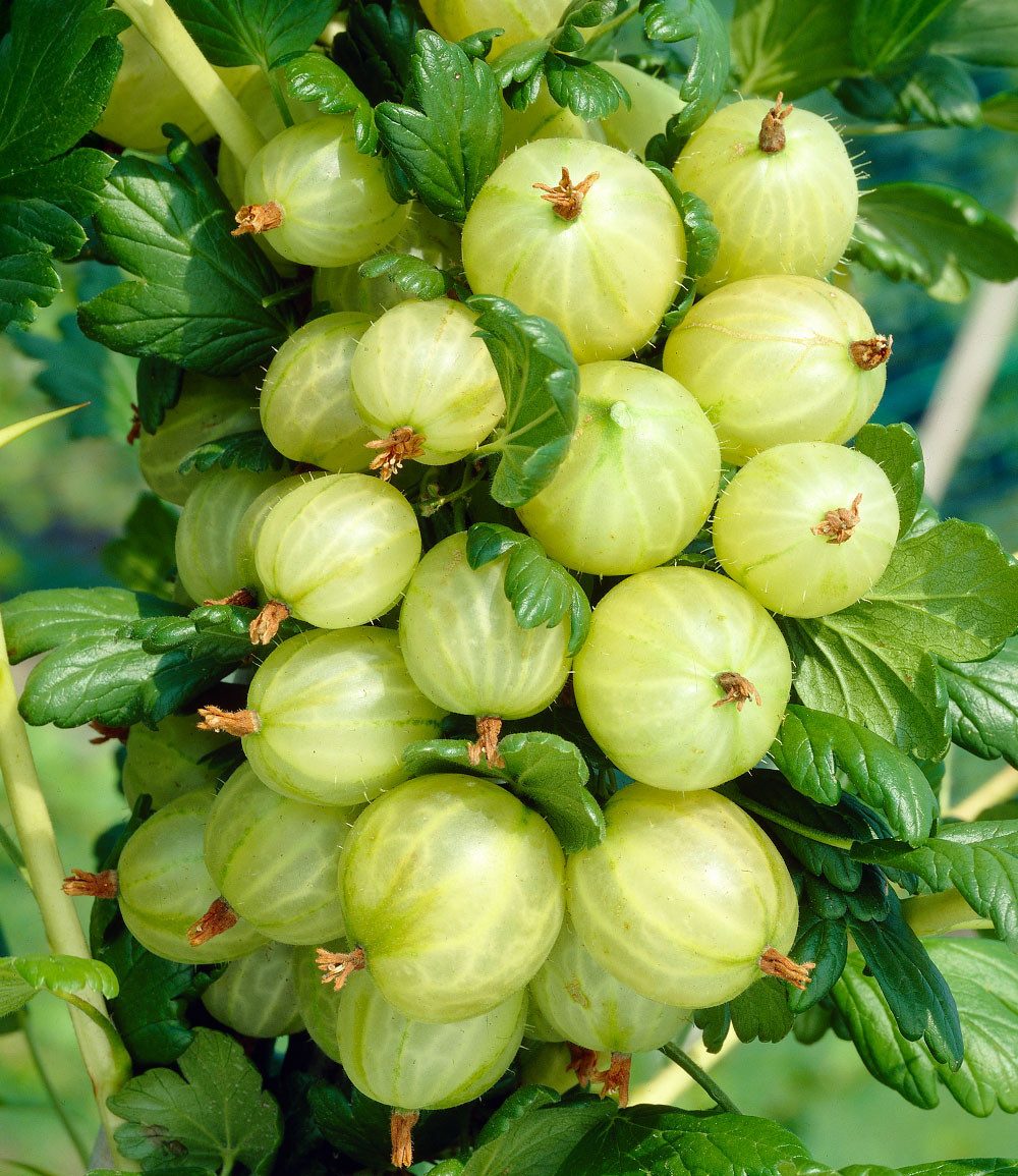 BALDUR Garten Obstpflanze Säulen-Stachelbeeren Kollektion, 2 St., Selbstbefruchtend,winterhart, mehrjährig, pflegeleicht – Bild 2 von 3