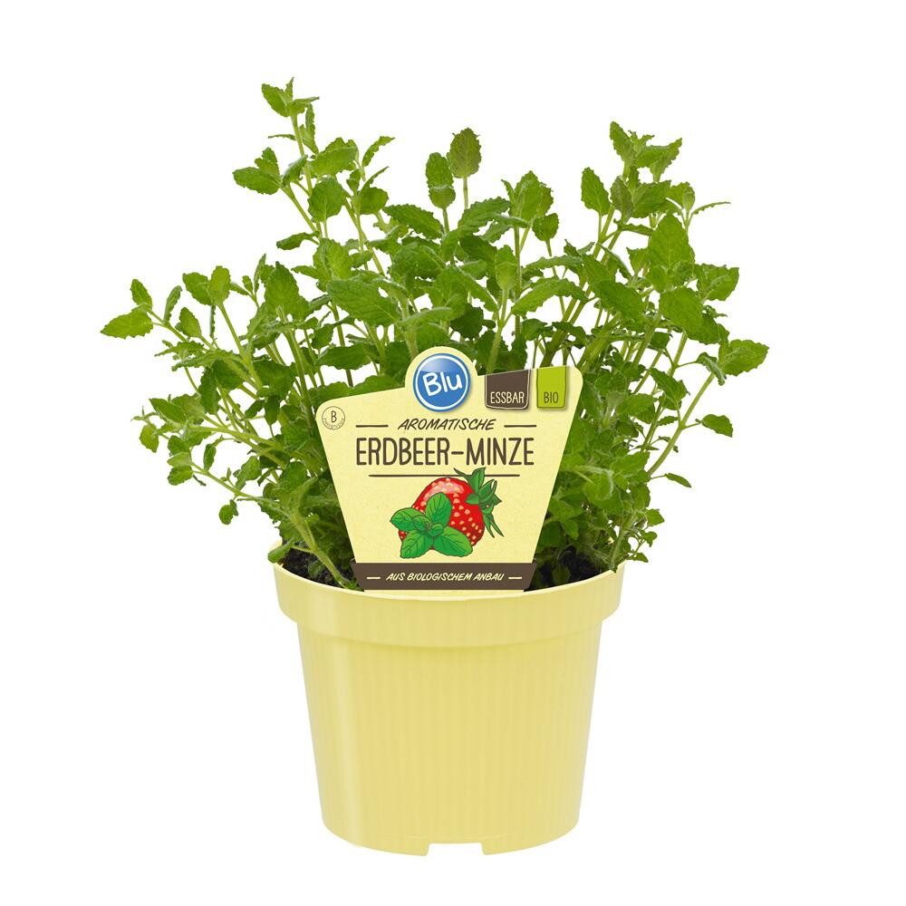 Exotenherz Gewürzkraut Erdbeer-Minze in BIO-Qualität Mentha species Kräuterpflanze 12cm Topf