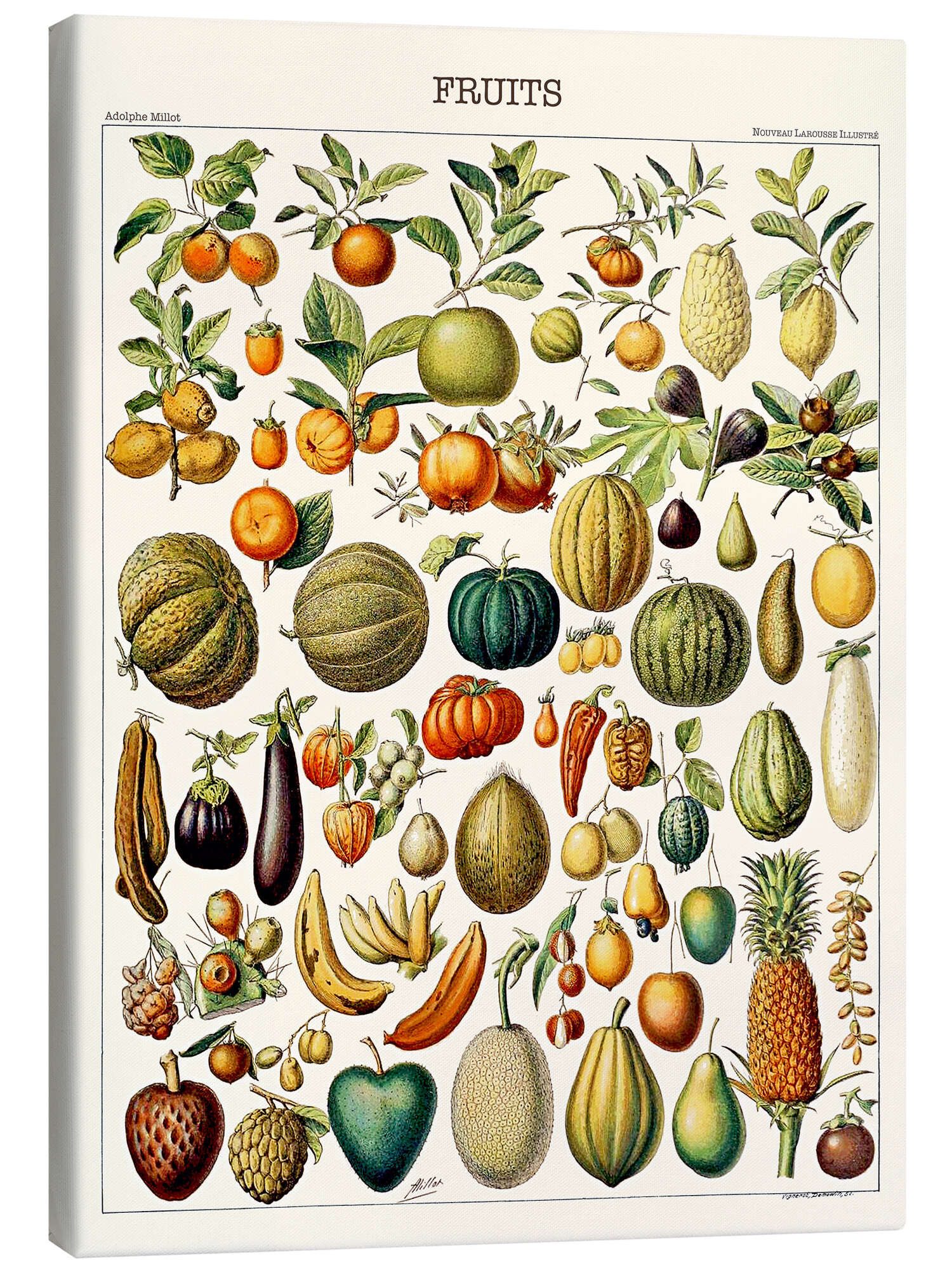 Posterlounge Wandbild Illustration von Früchten, 1923, günstig online kaufen