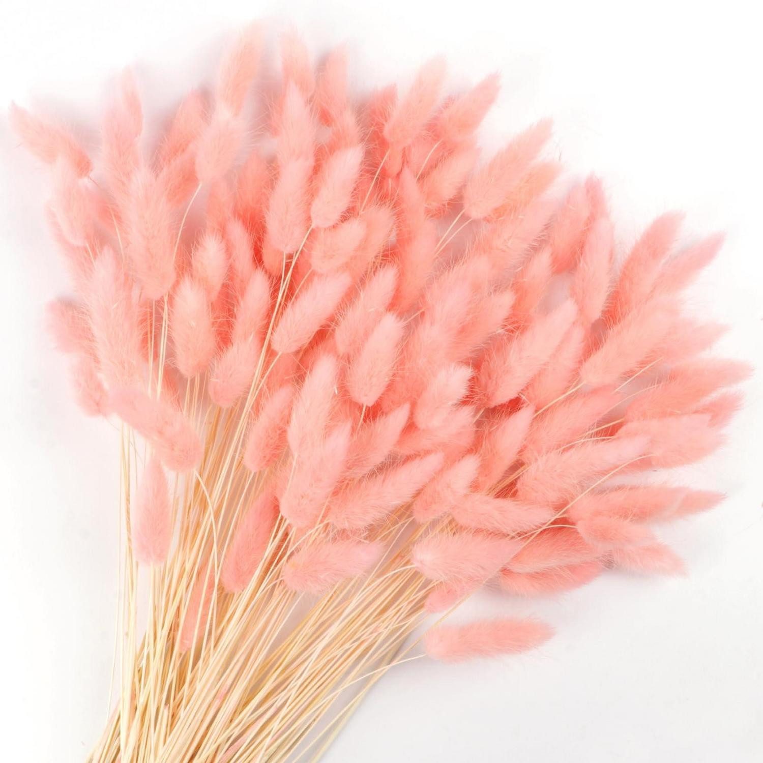 Trockenblume Getrocknete Pampasgras Hasenschwänze Rosa 120Stück, LuxusKollektion, Höhe 10 cm