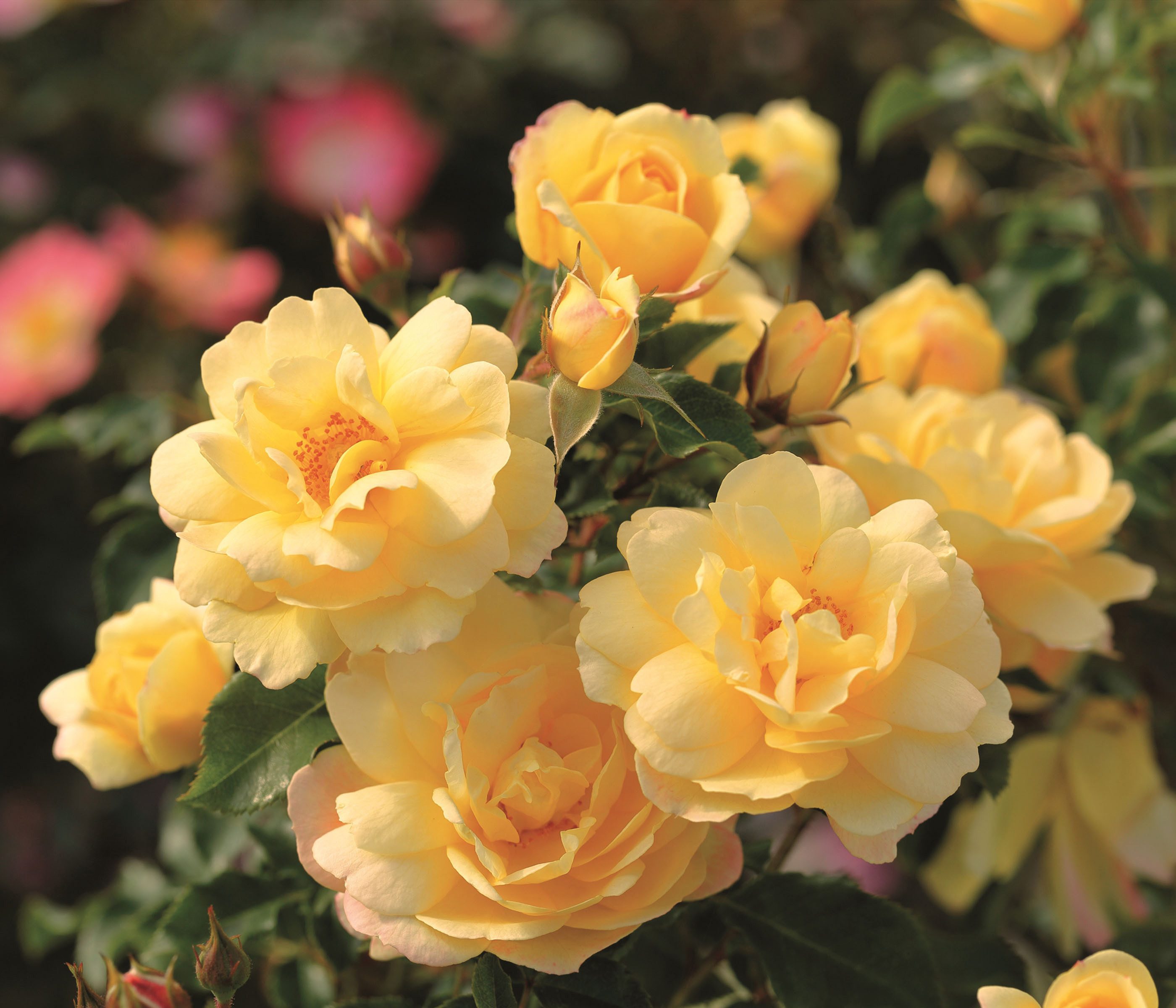 Dehner Bodendeckerrose Candela®, 15-30 cm, gefüllt/duftend, gelbe gefüllte Blüten, Züchter Tantau