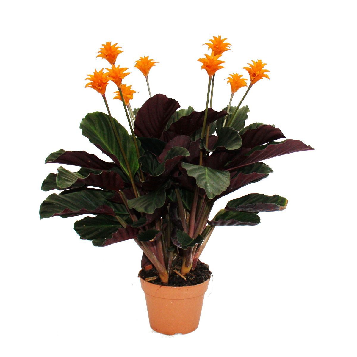 Exotenherz Zimmerpflanze Schattenpflanze mit leuchtenden Blüten - Calathea crocata - 14cm Topf