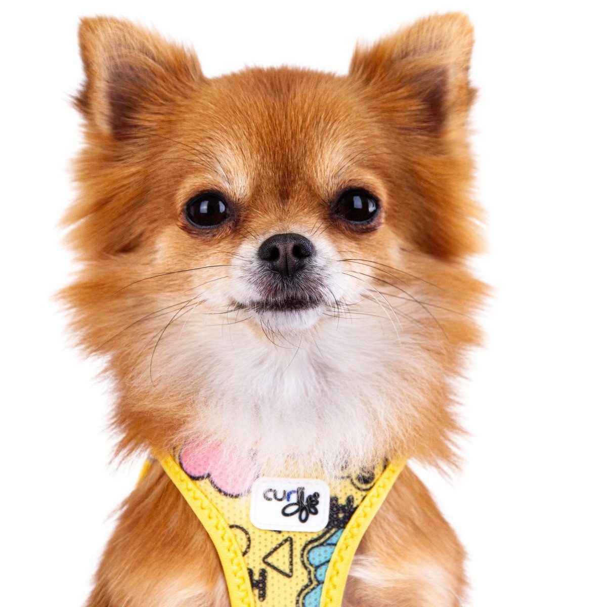 Curli Hunde-Geschirr Clasp Vest Geschirr Limited günstig online kaufen