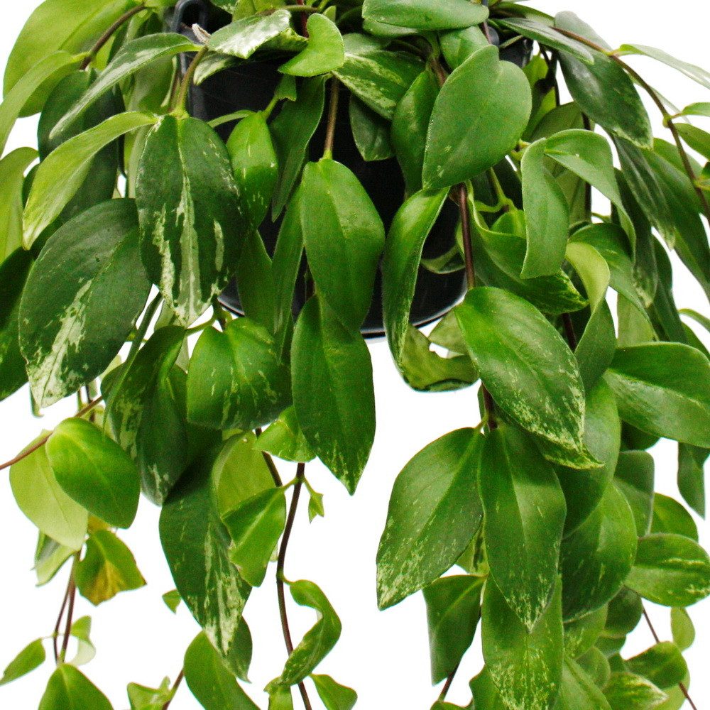 Exotenherz Zimmerpflanze Lippenstiftpflanze Aeschynanthus lobbianus Variega günstig online kaufen