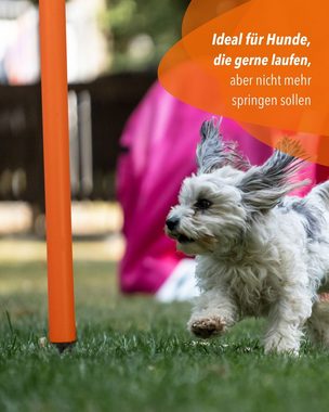 Superhund Agility-Slalom Hoop aus Kunststoff, Orangene Basis mit farbigem Bogen Farbe Orange/Ro, Kunststoff