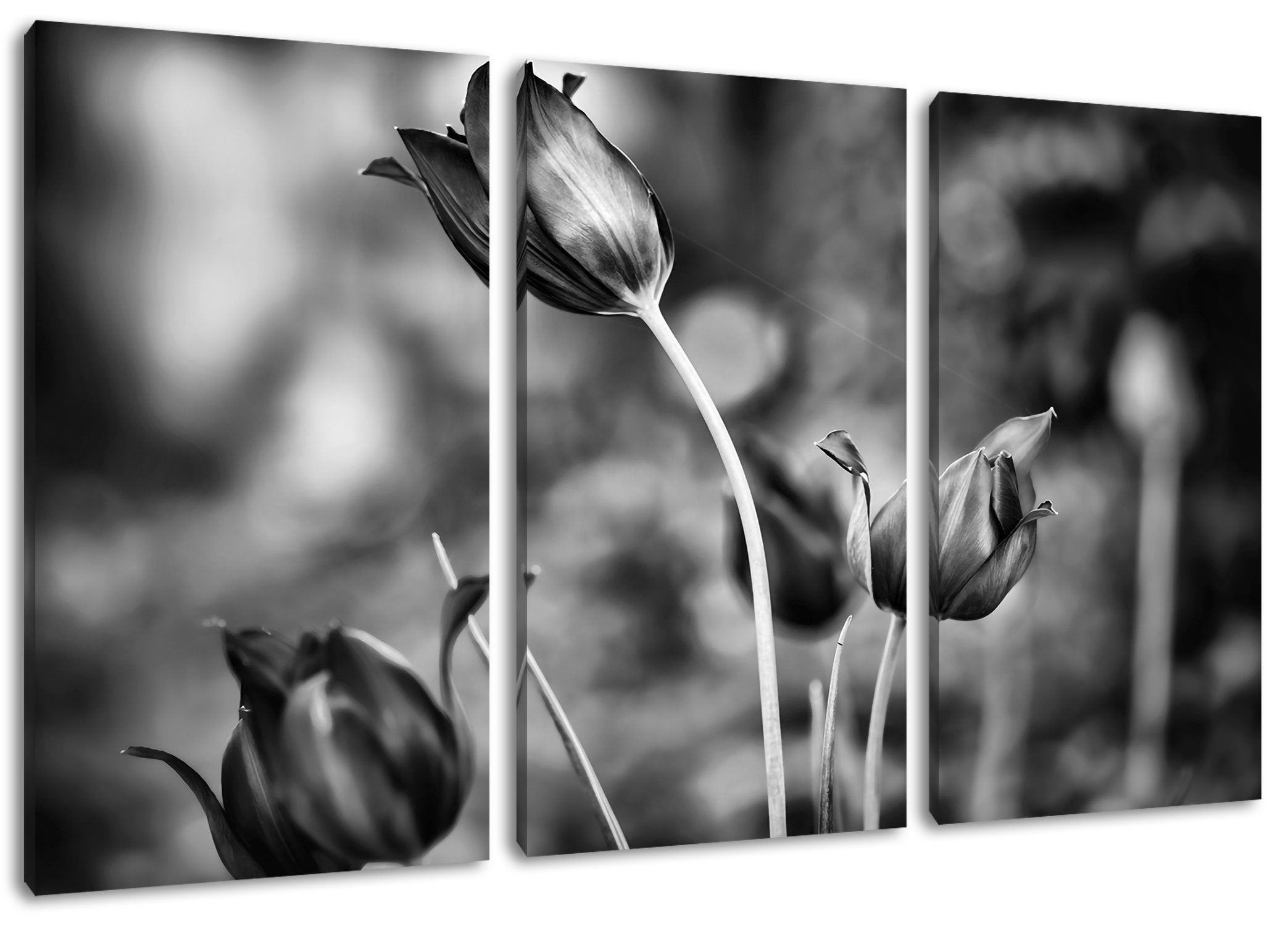 Abendlicht, Pixxprint (120x80cm) Tulpen 3Teiler im Leinwandbild Zackenaufhänger Leinwandbild im (1 Abendlicht bespannt, Tulpen inkl. St), fertig