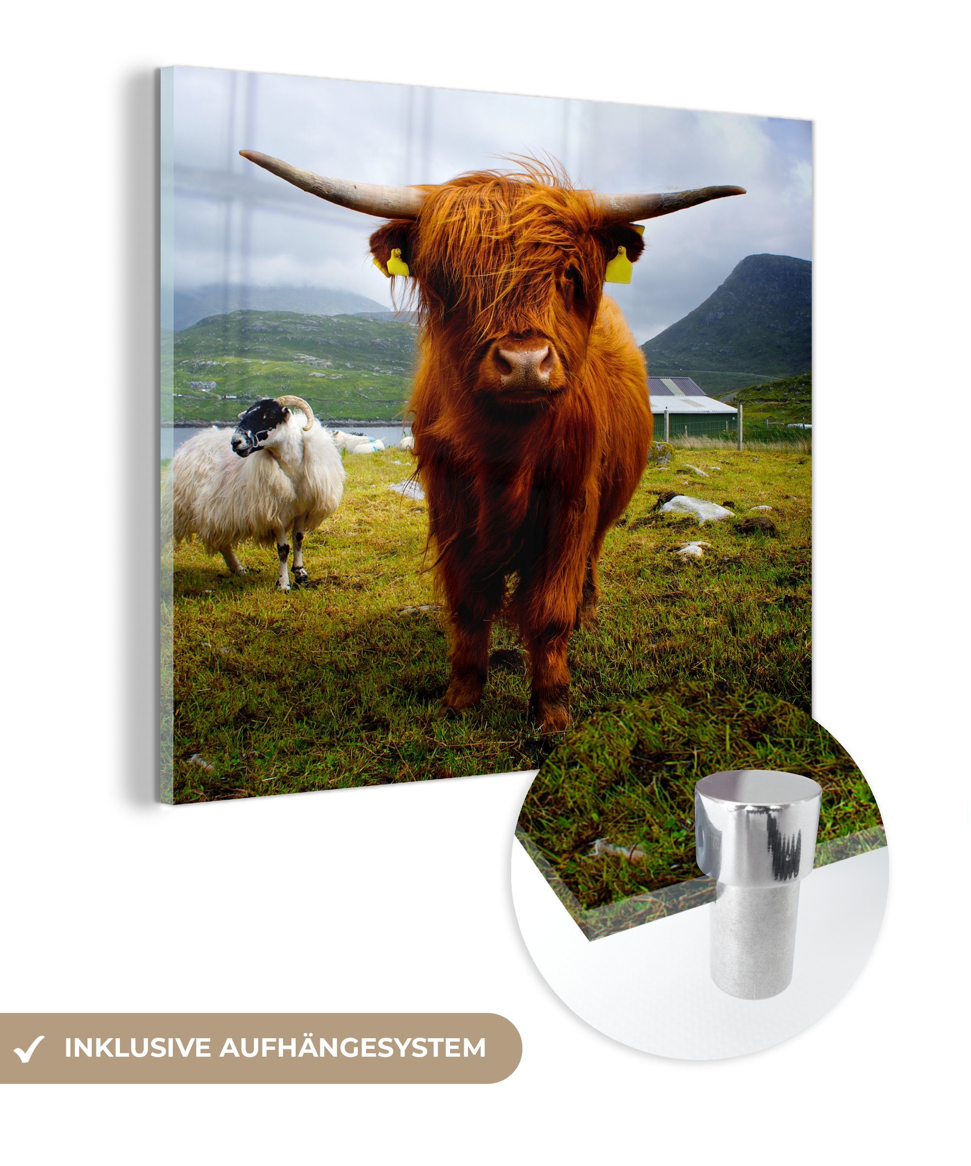 MuchoWow Acrylglasbild Schottischer Highlander - Leicht - Schaf, Inkl. Aufhängung, Bilder auf Glas Wandbild, Wanddeko Wohnzimmer Badezimmer, 20x20 cm