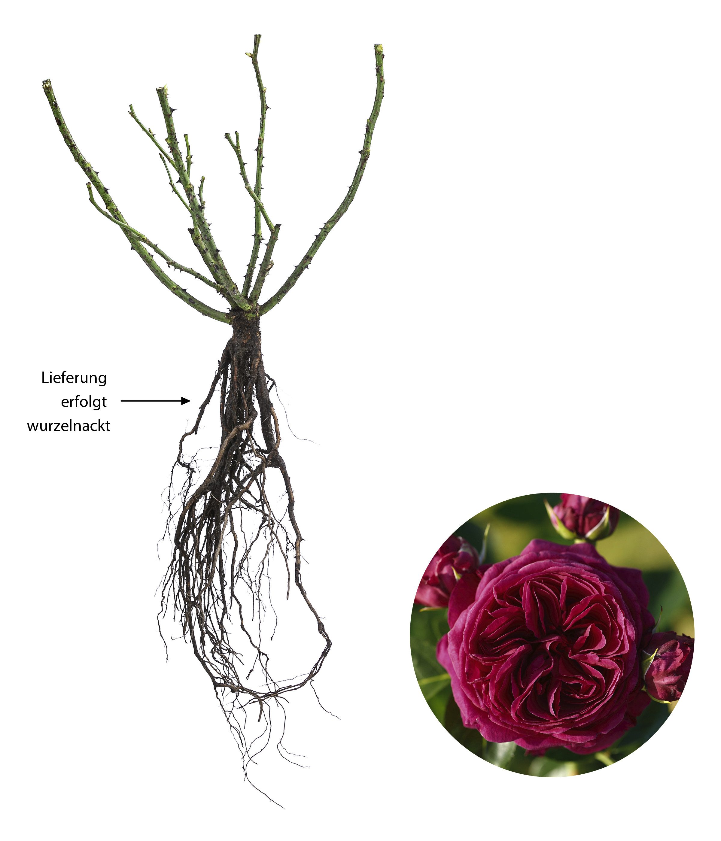 Dehner Rose Nostalgie® - Edelrose Marietta®, bordeaux rot, 10 - 30 cm/p>, duftend, gefüllte Blüten, Züchter Tantau