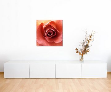 Sinus Art Leinwandbild Naturfotografie – Lachsfarbene romantische Rose auf Leinwand