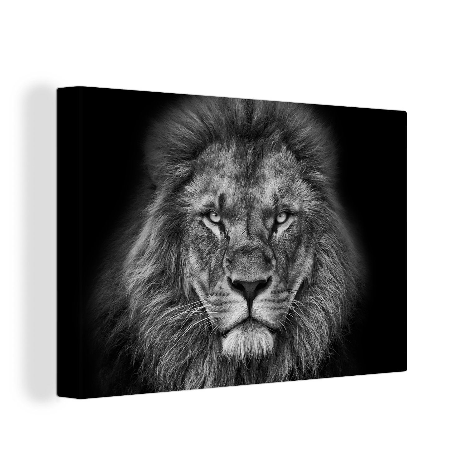 OneMillionCanvasses® Leinwandbild Tiere - Löwe 30x20 - - Schwarz Aufhängefertig, Leinwandbilder, Weiß St), - Wanddeko, (1 cm Porträt, Wandbild
